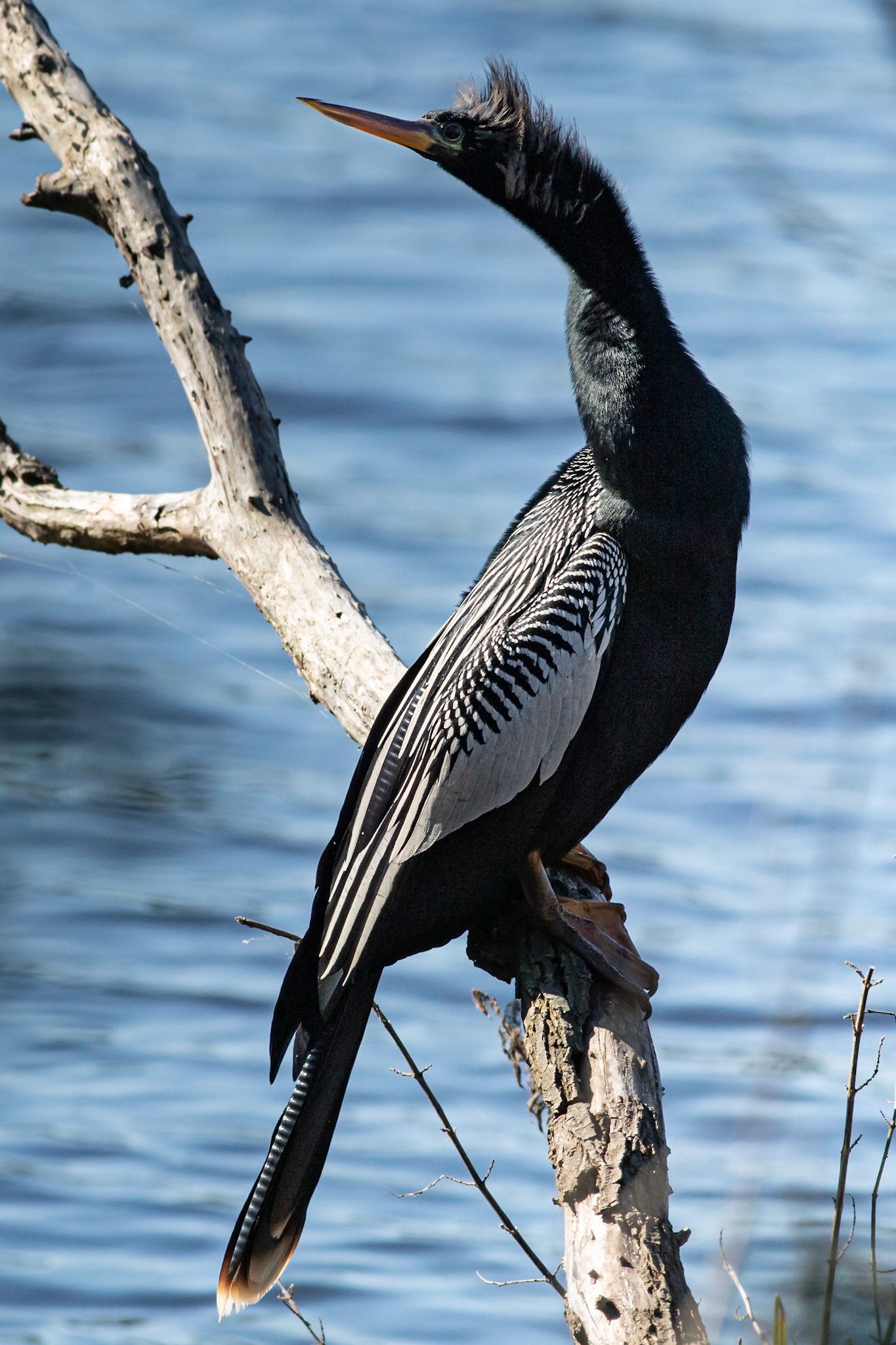 Anhinga 1, Huntington Beach SC, Mating Plumage