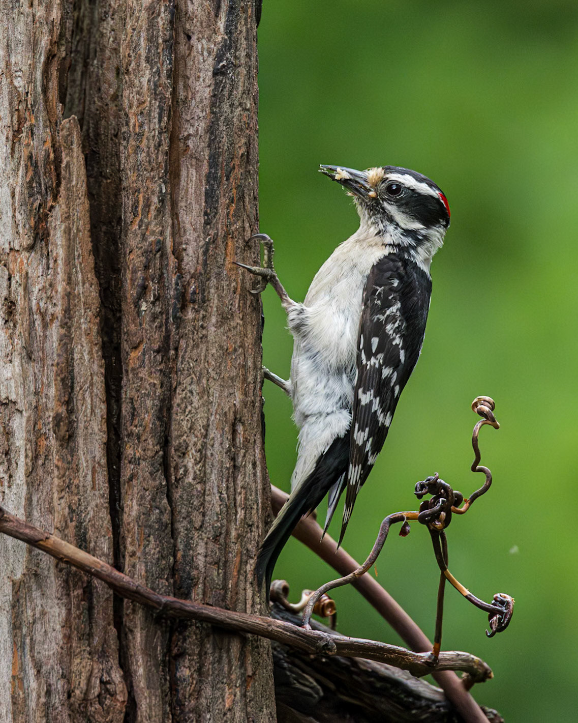 Downy woodpecker 11, The Nut House, Clemson, SC