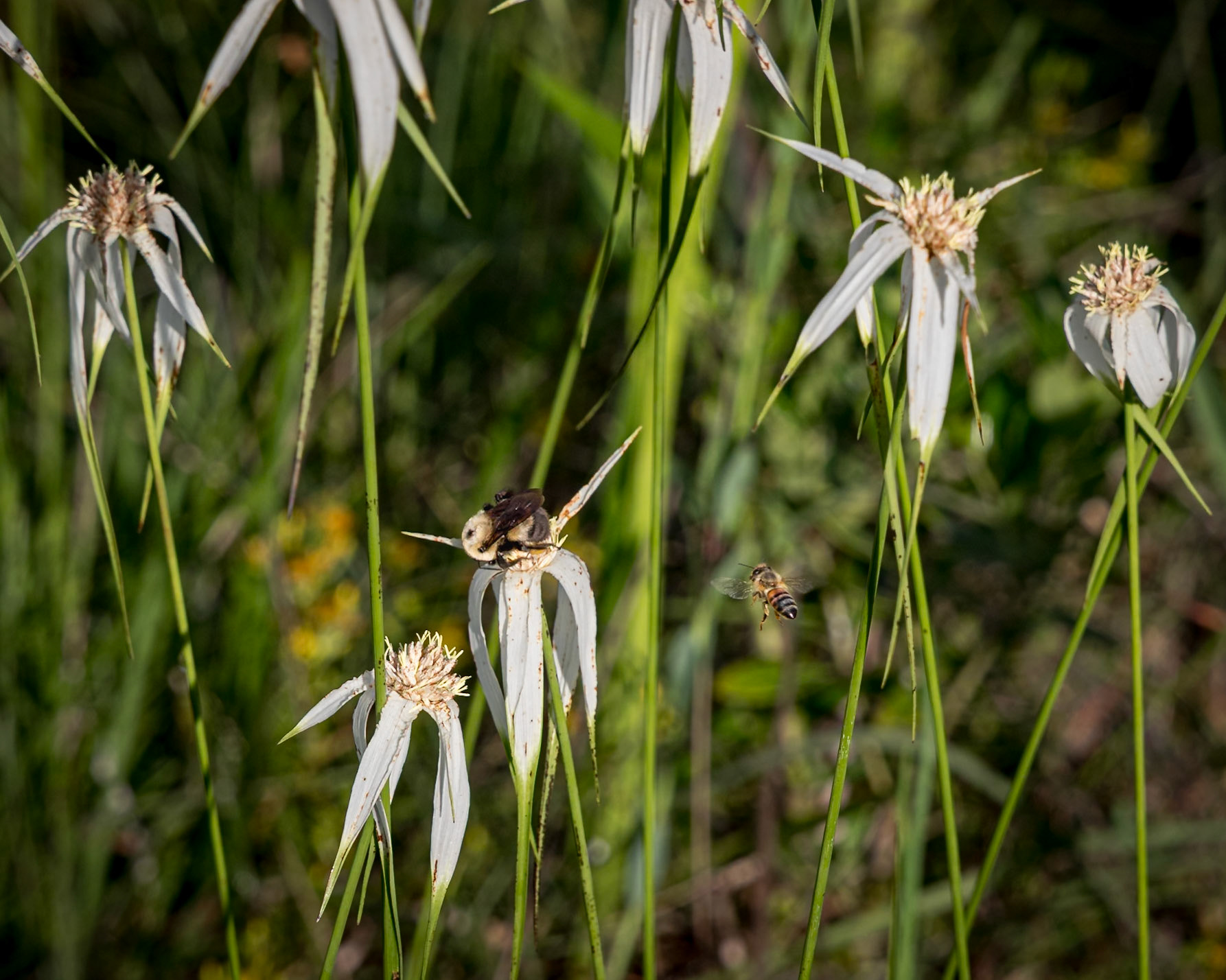 White sedge 4, Green Swamp PReserve