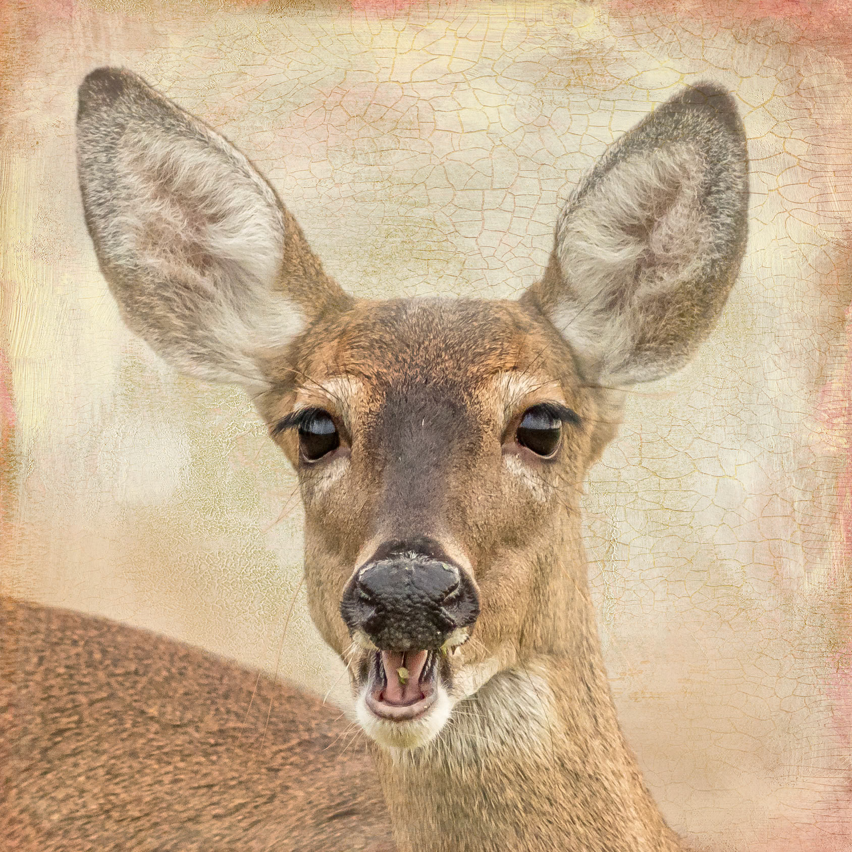 Deer 2, OIB E Fourth Street
