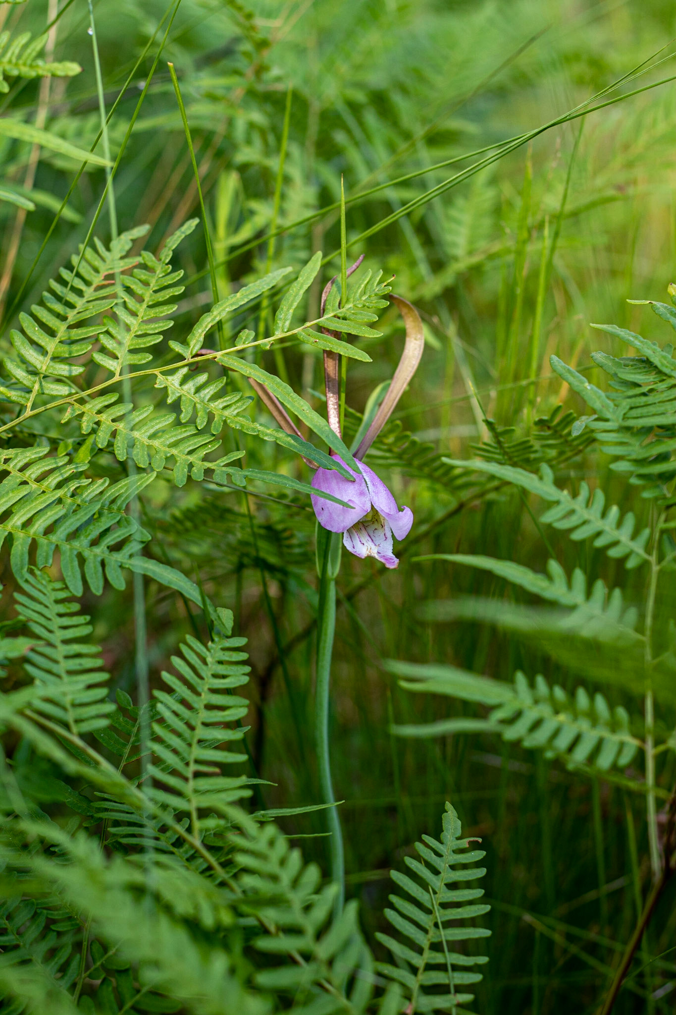 Coastal plain spreading pogonia  orchid 00, Green Swamp Preserve
