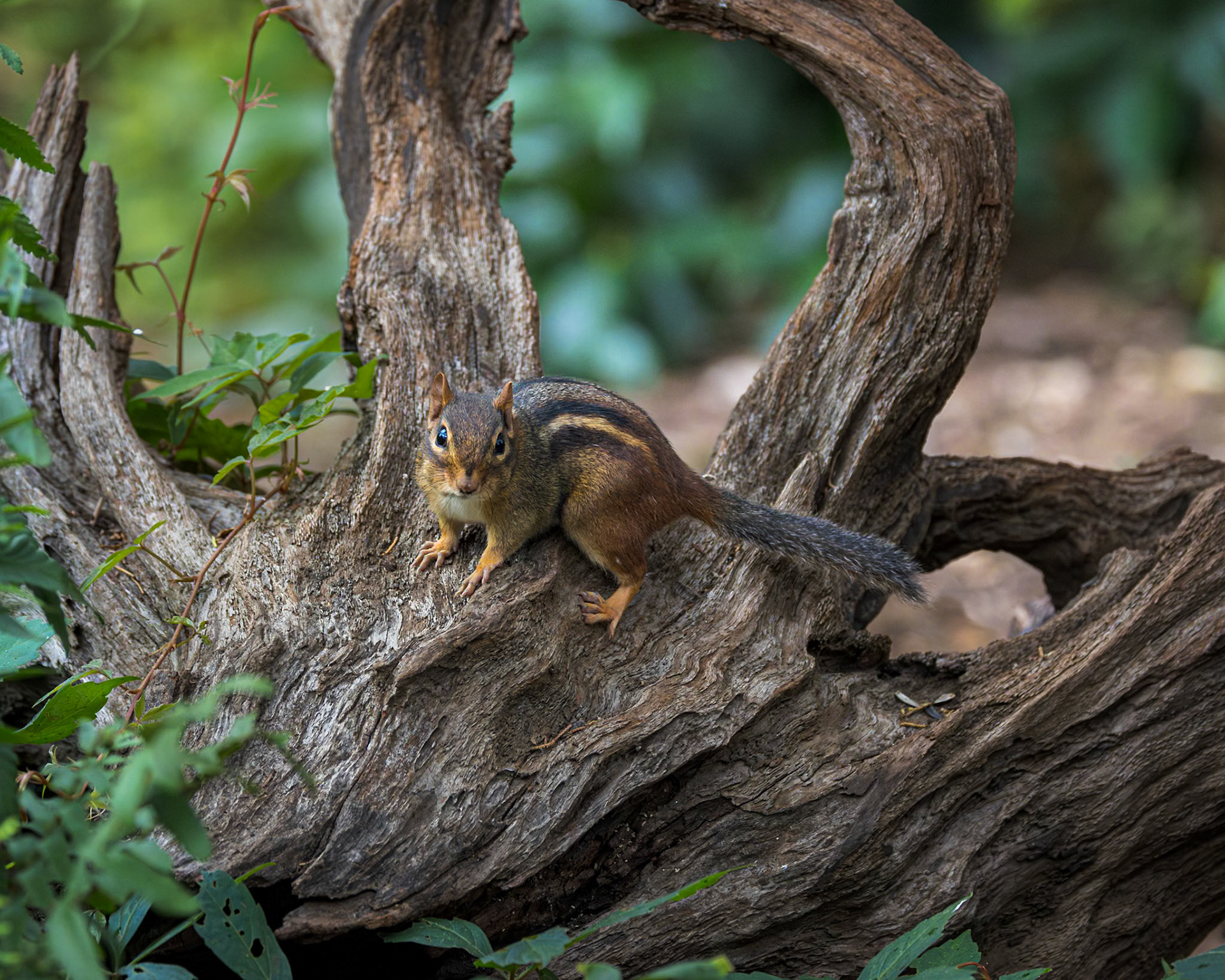 Chipmunk 1, The Nut House, Clemson, SC