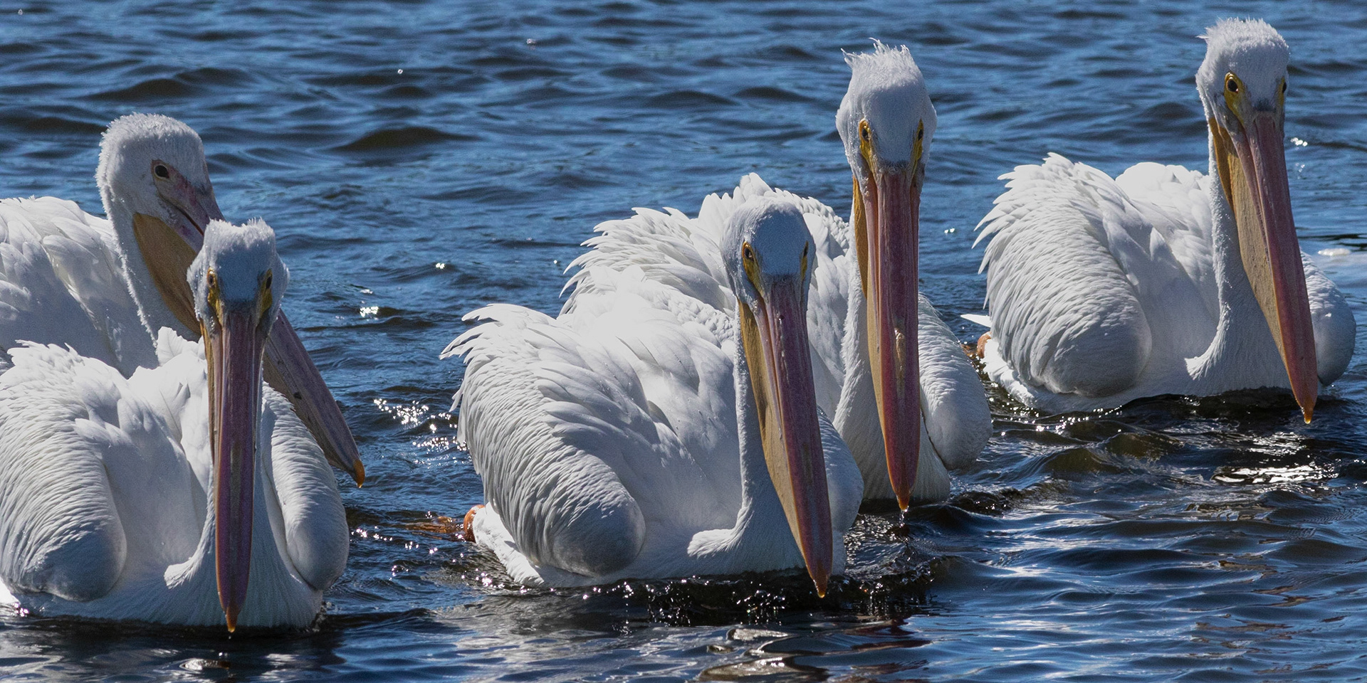 White pelicans 13, Huntington Beach SP, SC