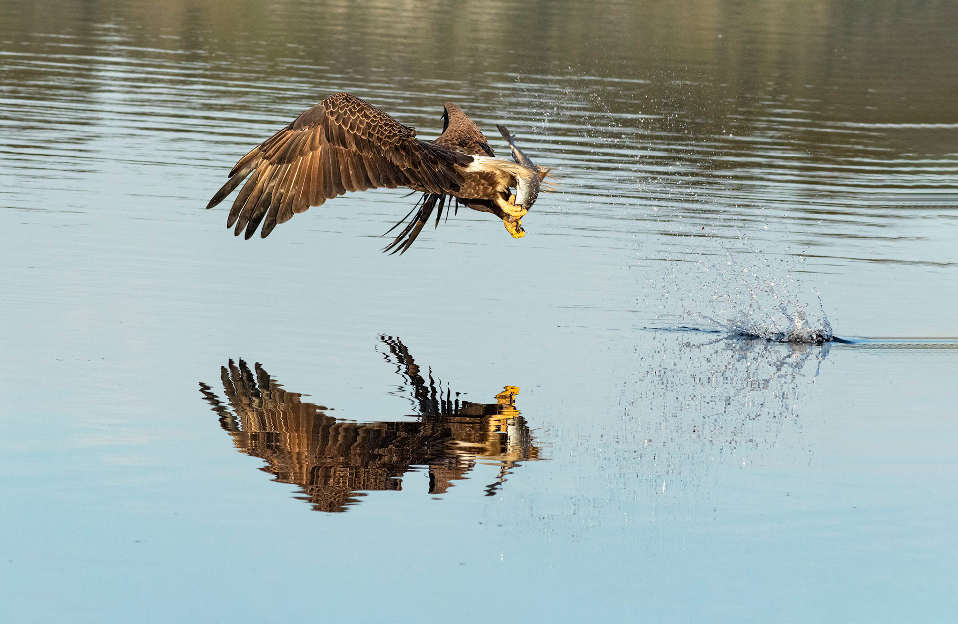 Bald Eagle 36, Carl Bazemore Platform, Sunset Beach