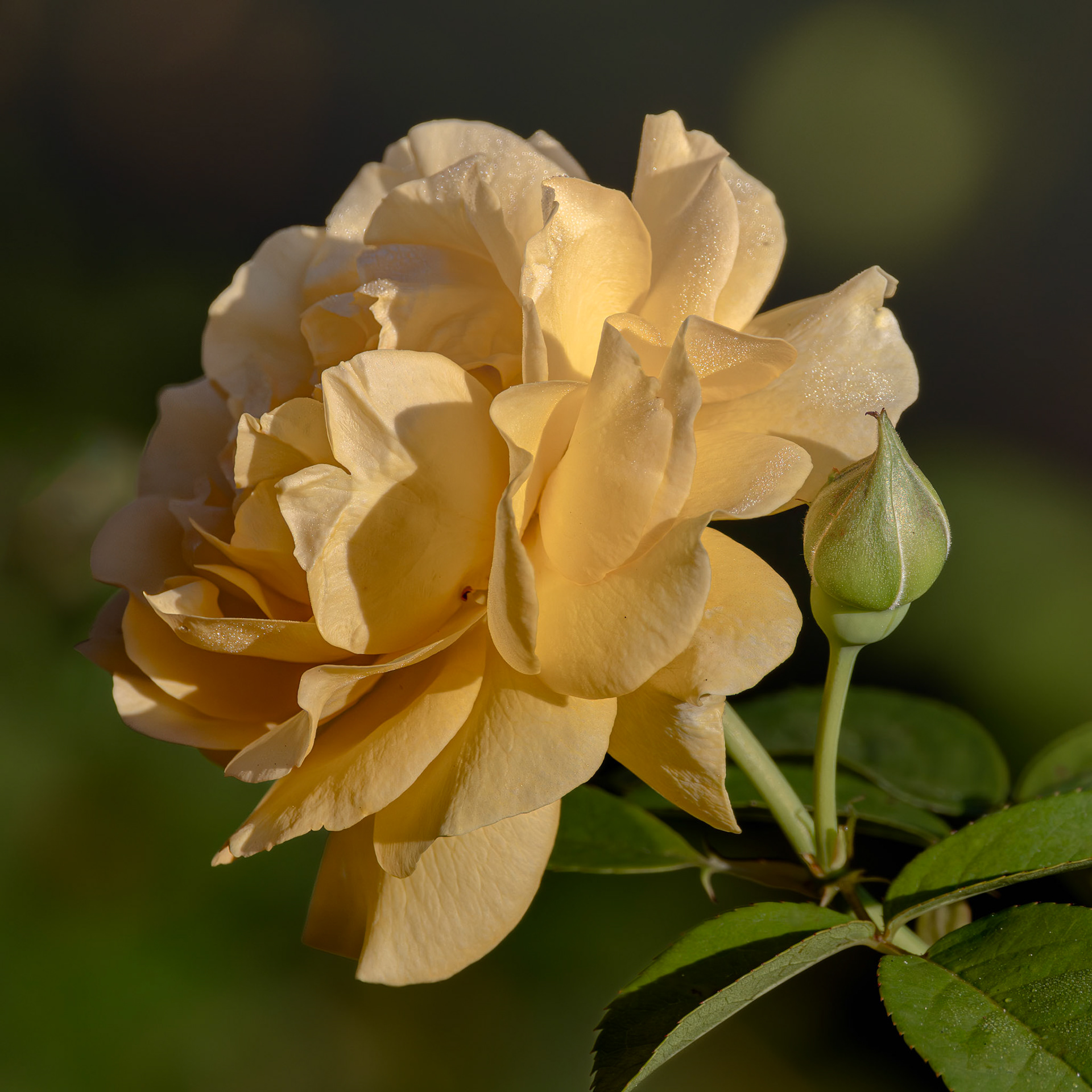Rose 40, New Hanover County Arboretum