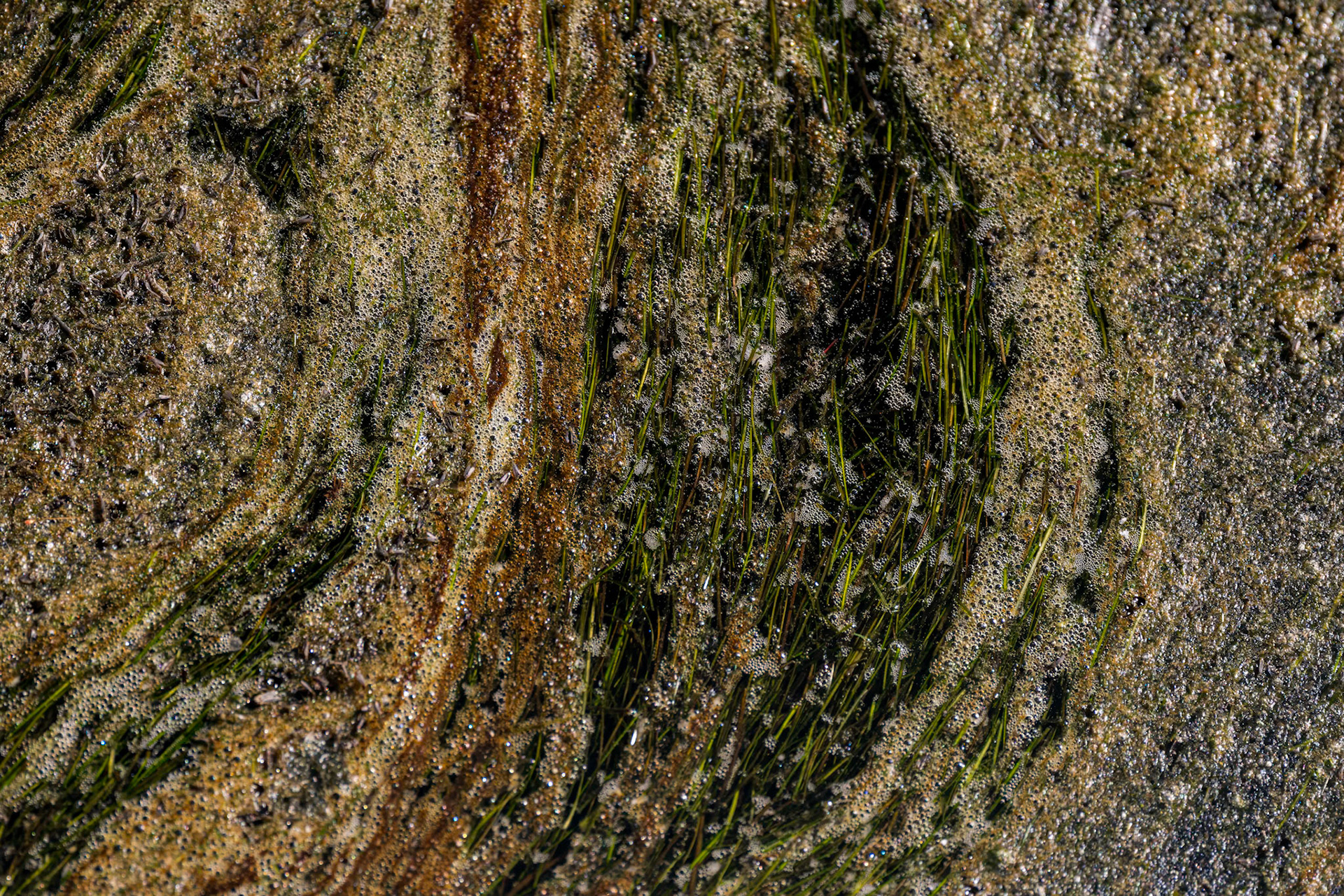 Stagnant water 1, Huntington Beach State Park