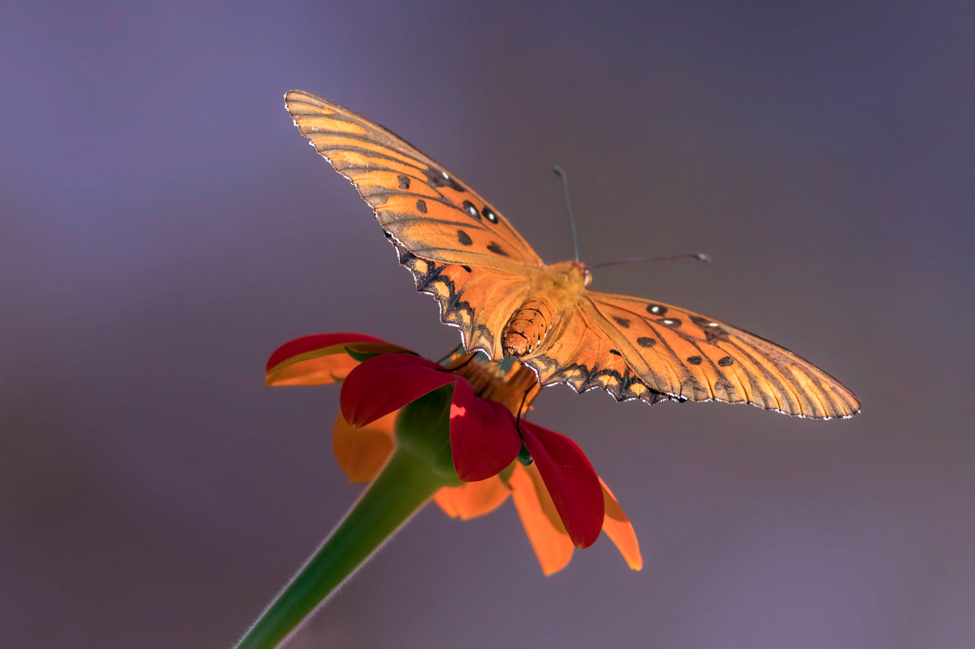 Gulf fritillary 3, New Hanover County Arboretum