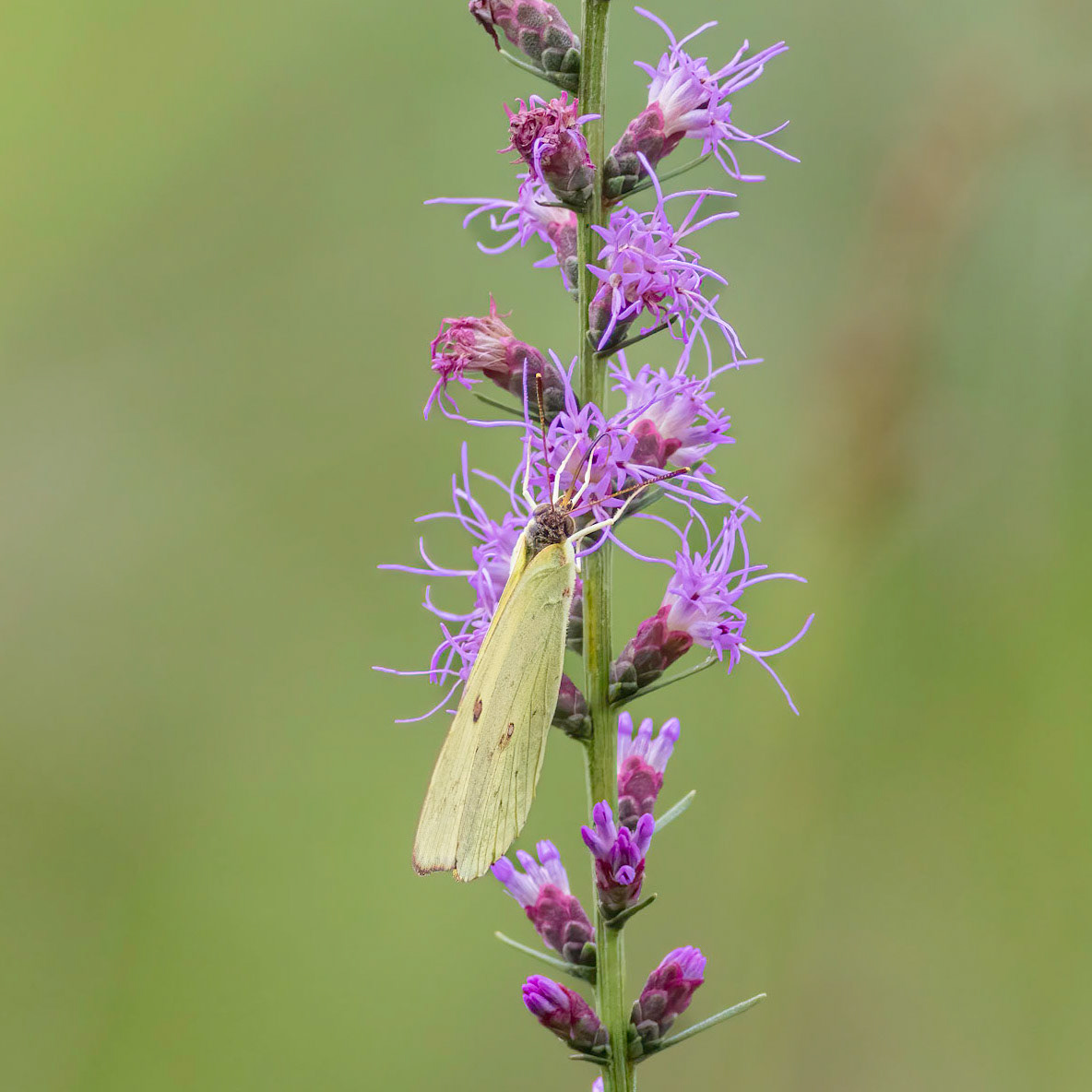 Dense blazing star with cloudless sulfur 1, Green Swamp area