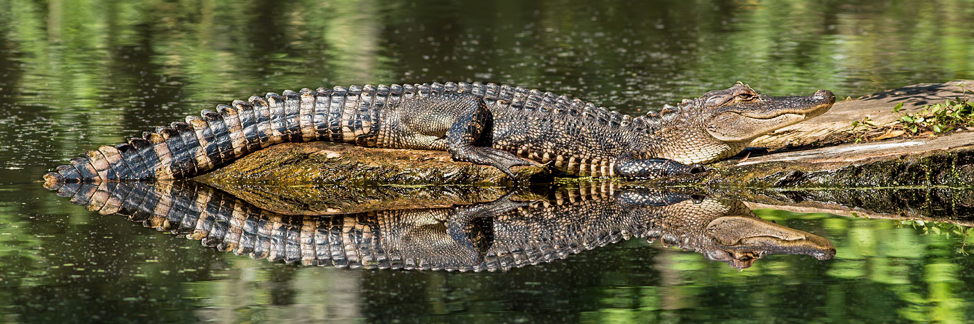 Gator 22, Magnolia Plantation and Gardens, SCAIR 53