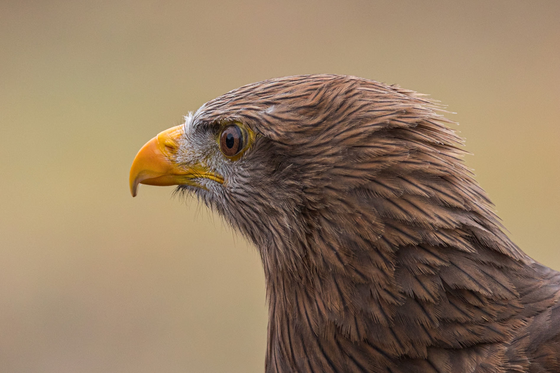 African kite, yellow billed kite 11, Center for Birds of Prey, Awendaw, SC
