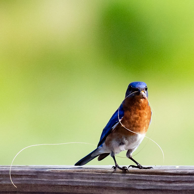 Male Eastern Bluebird, OIB