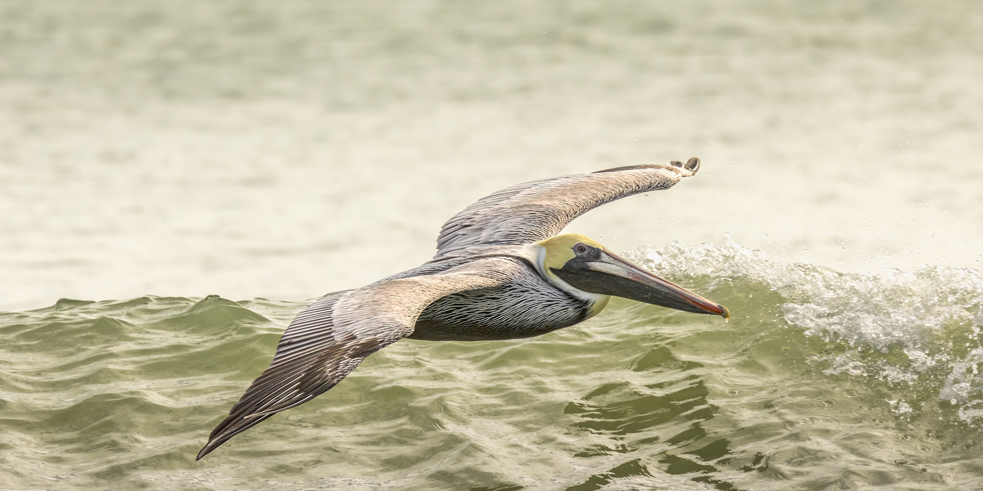 Pelicans 65, OIB east end