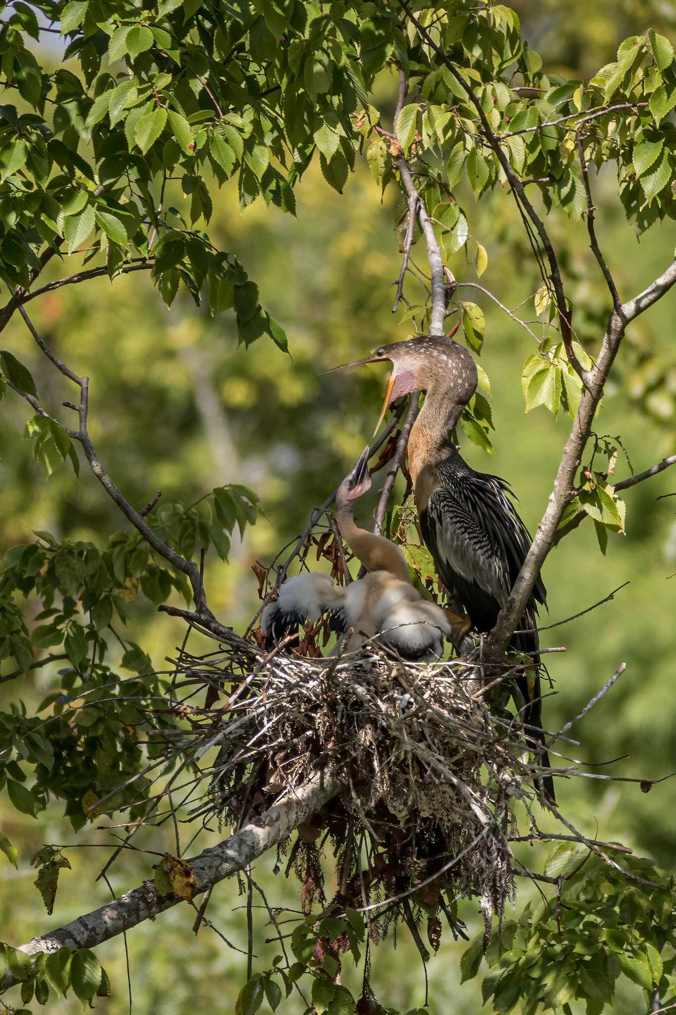 Anhinga nest 43, Sea Trail, Week of August 1, Nest 2