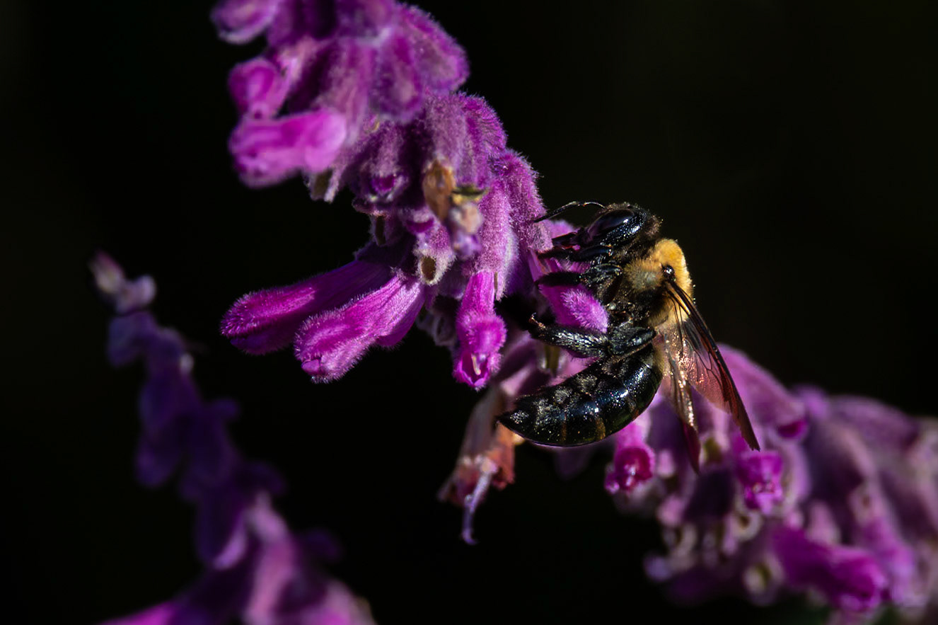 Bee on Mexican bush sage, New Hanover County Arboretum