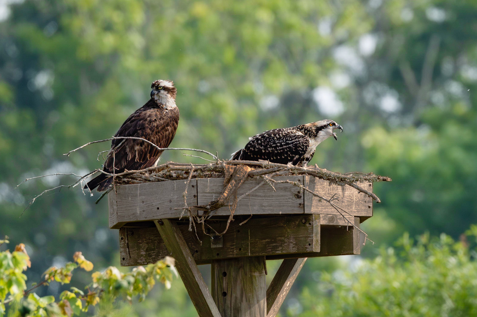 Osprey 103, Sea Trail