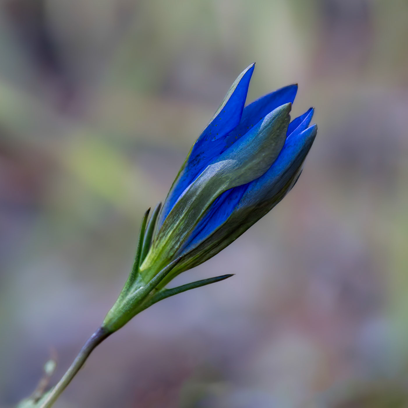 Pine barren gentian 0, Green Swamp Preserve