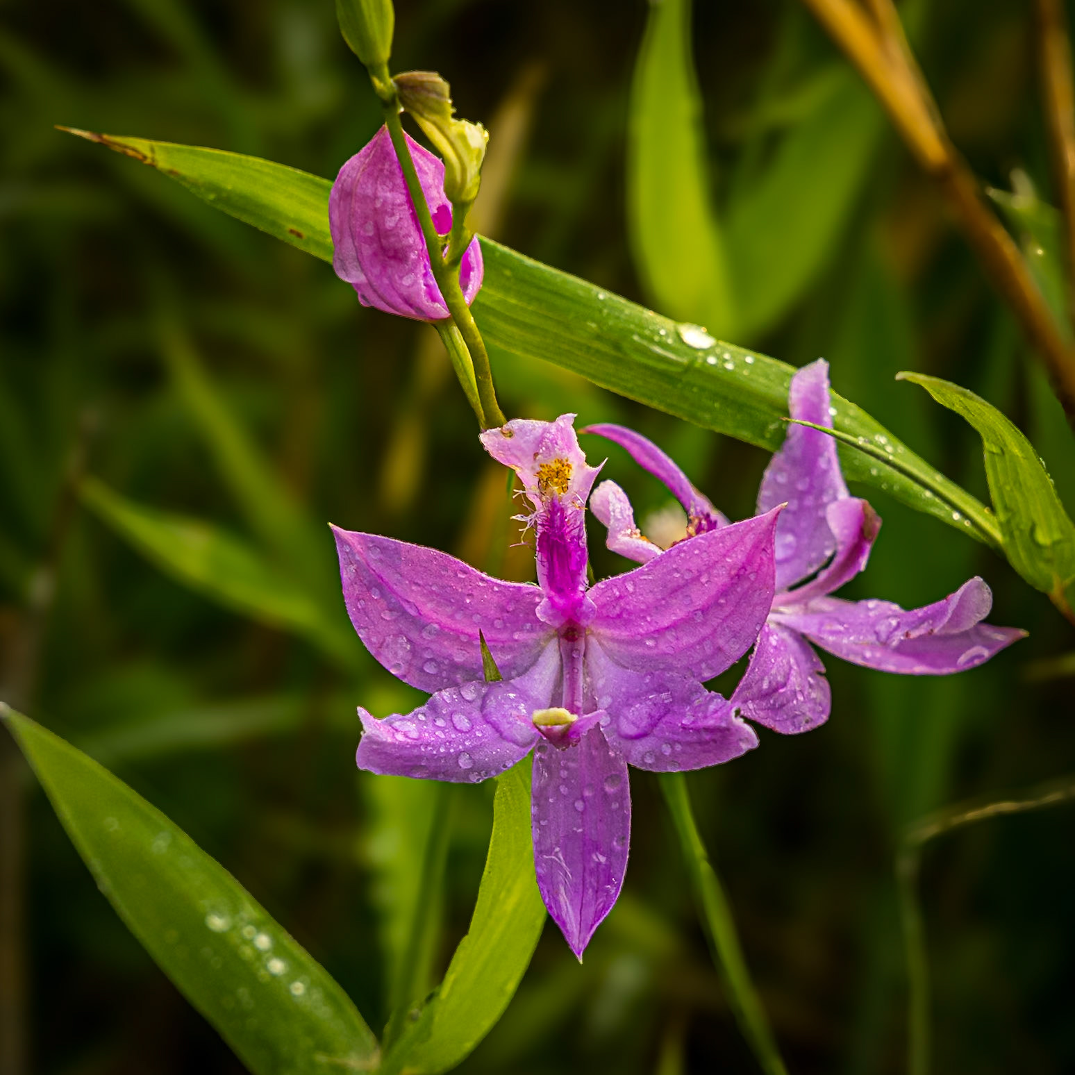 Bearded Grass pink orchid 22, Green Swamp Preserve
