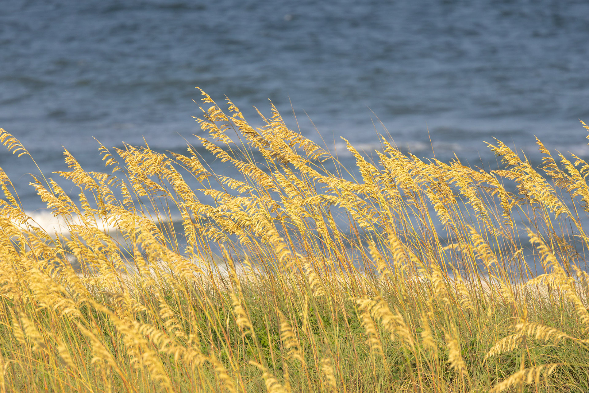 Sea Oats 3, OIB East End