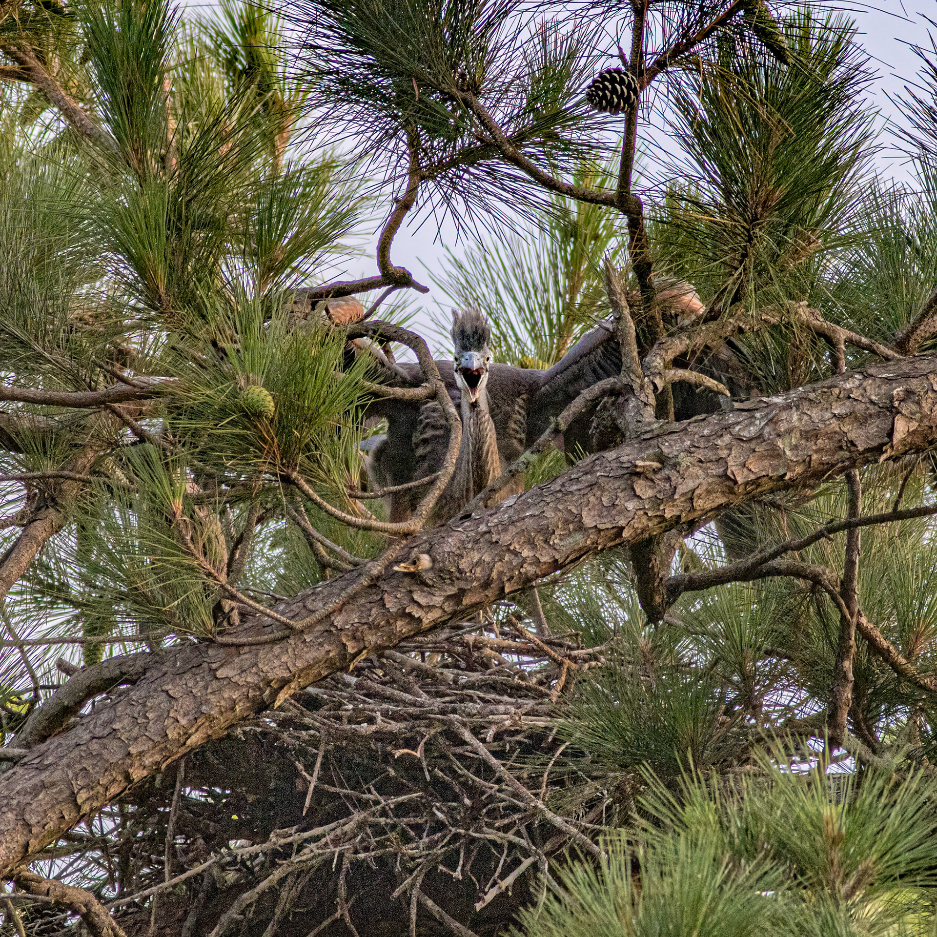 Rookery 30, Sea Trail
