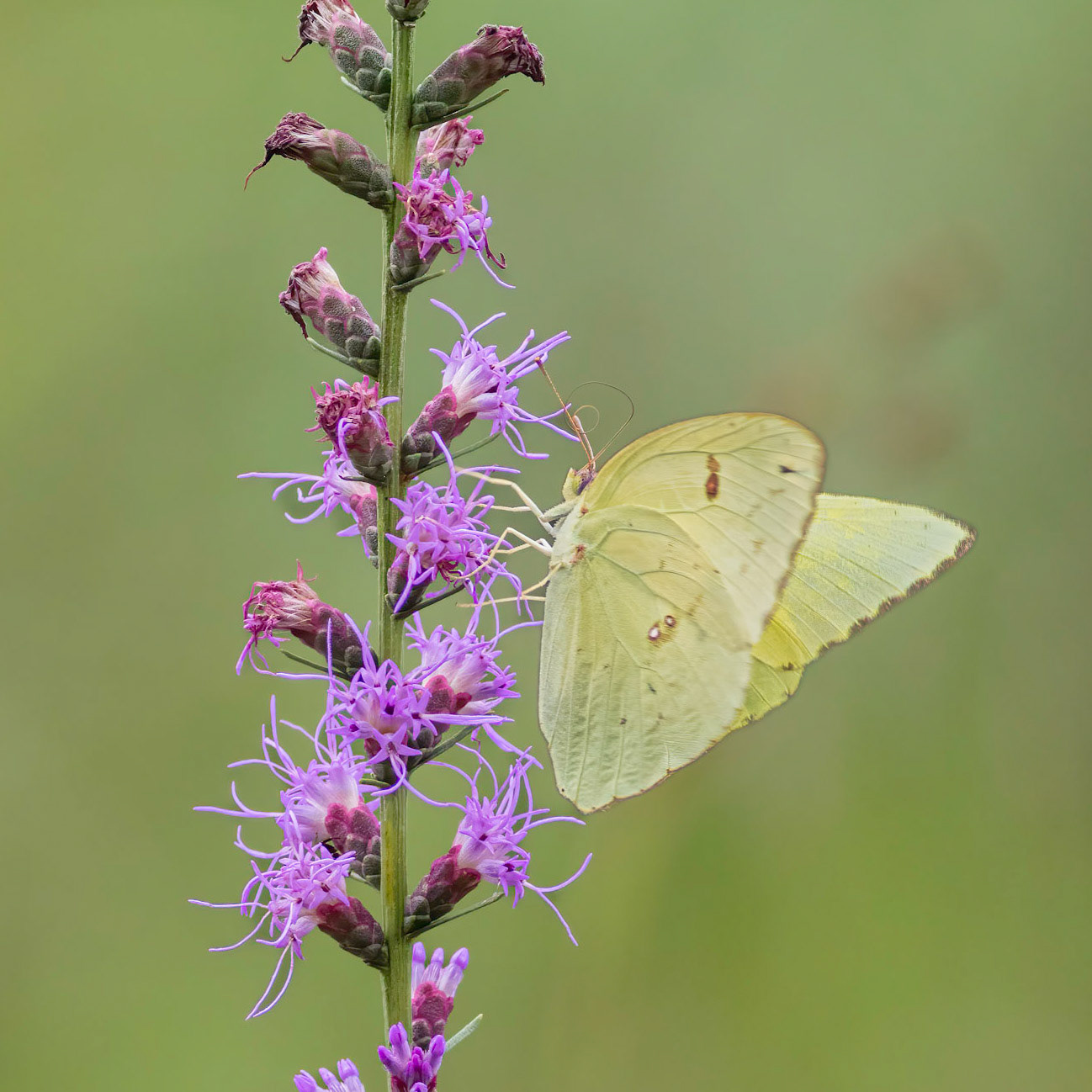 Dense blazing star with cloudless sulfur 2, Green Swamp area