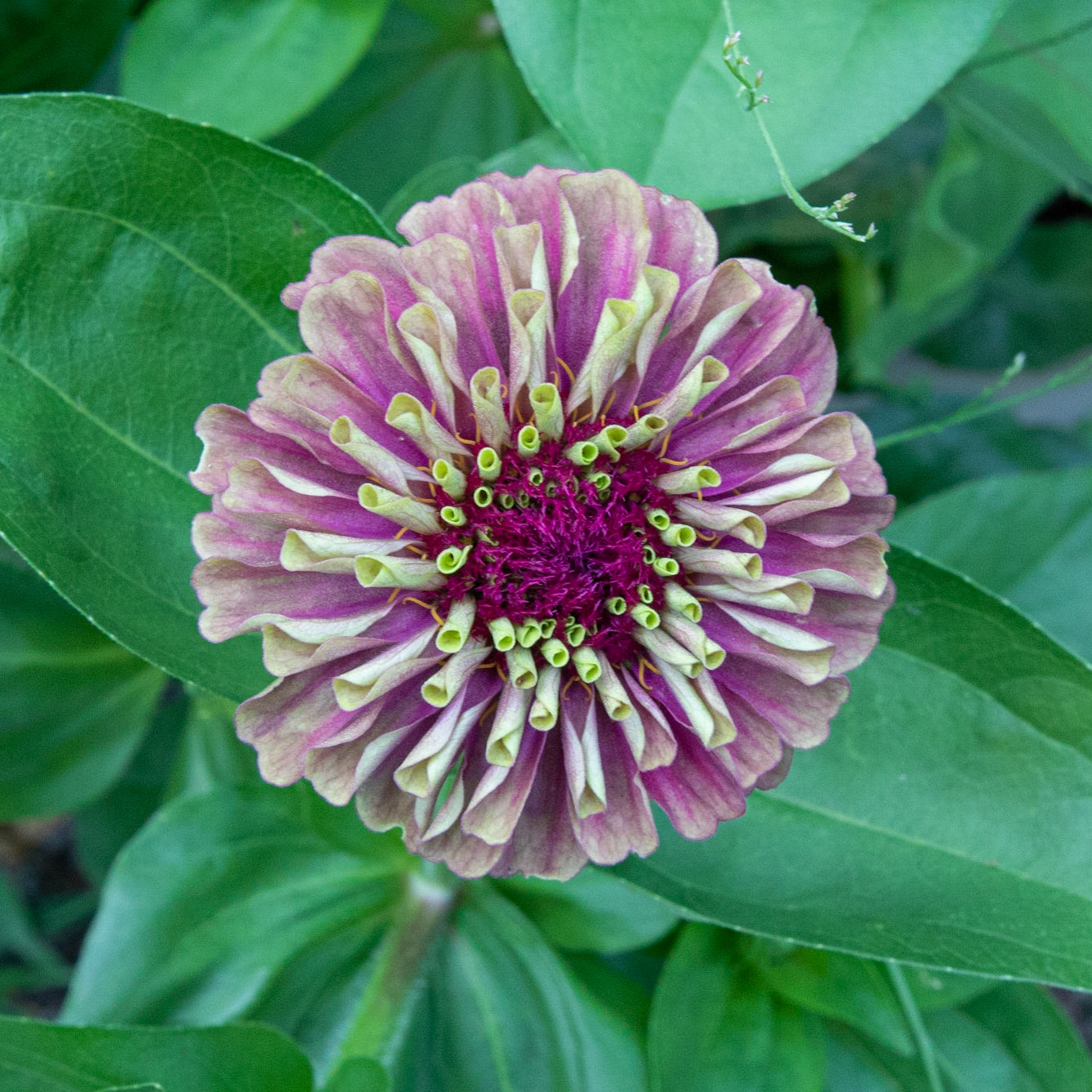 Fearrington Village, NC 16