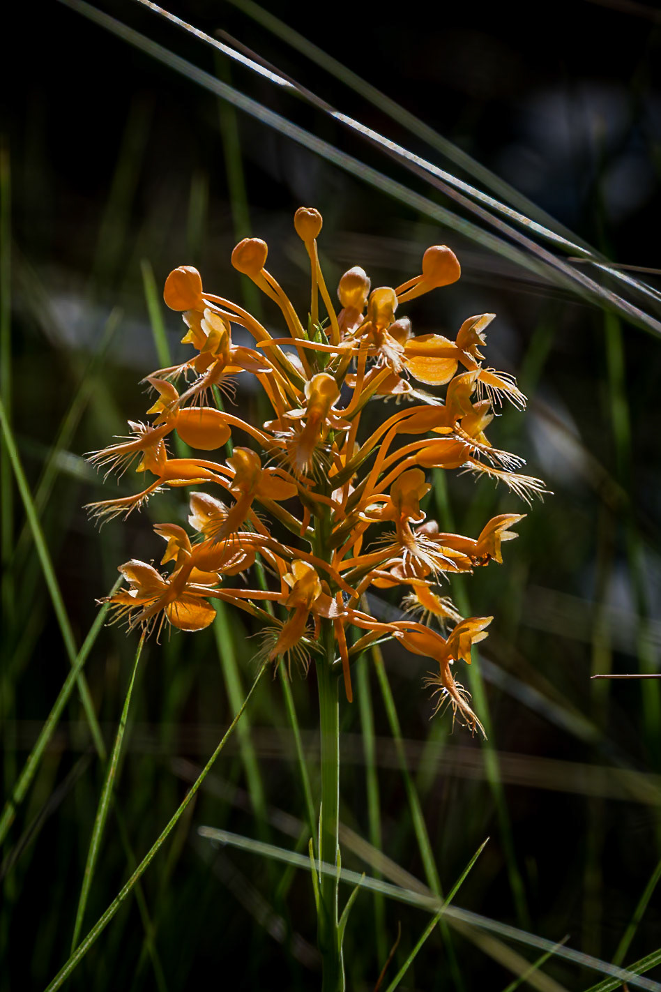 Orange fringed orchid 3, Green Swamp Preserve