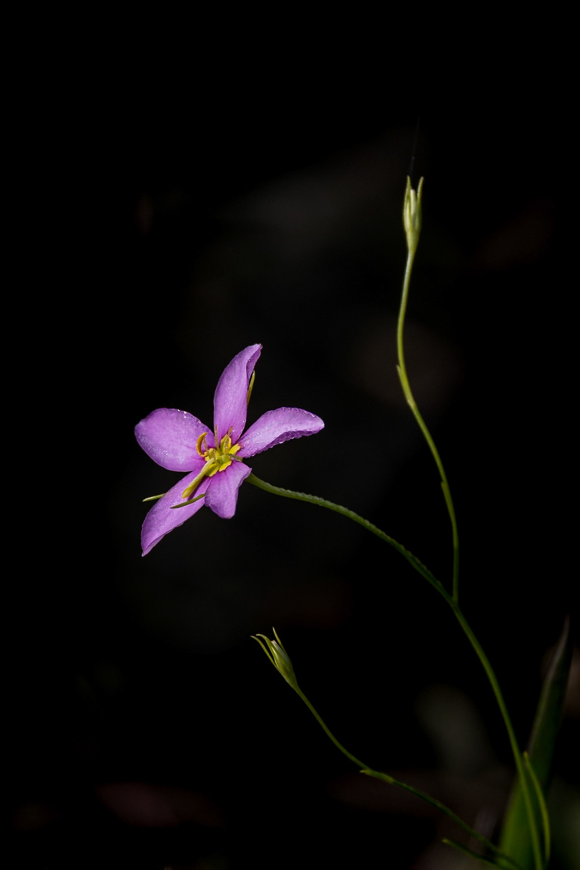 Slender marsh pink 3, Greater Green Swamp Area