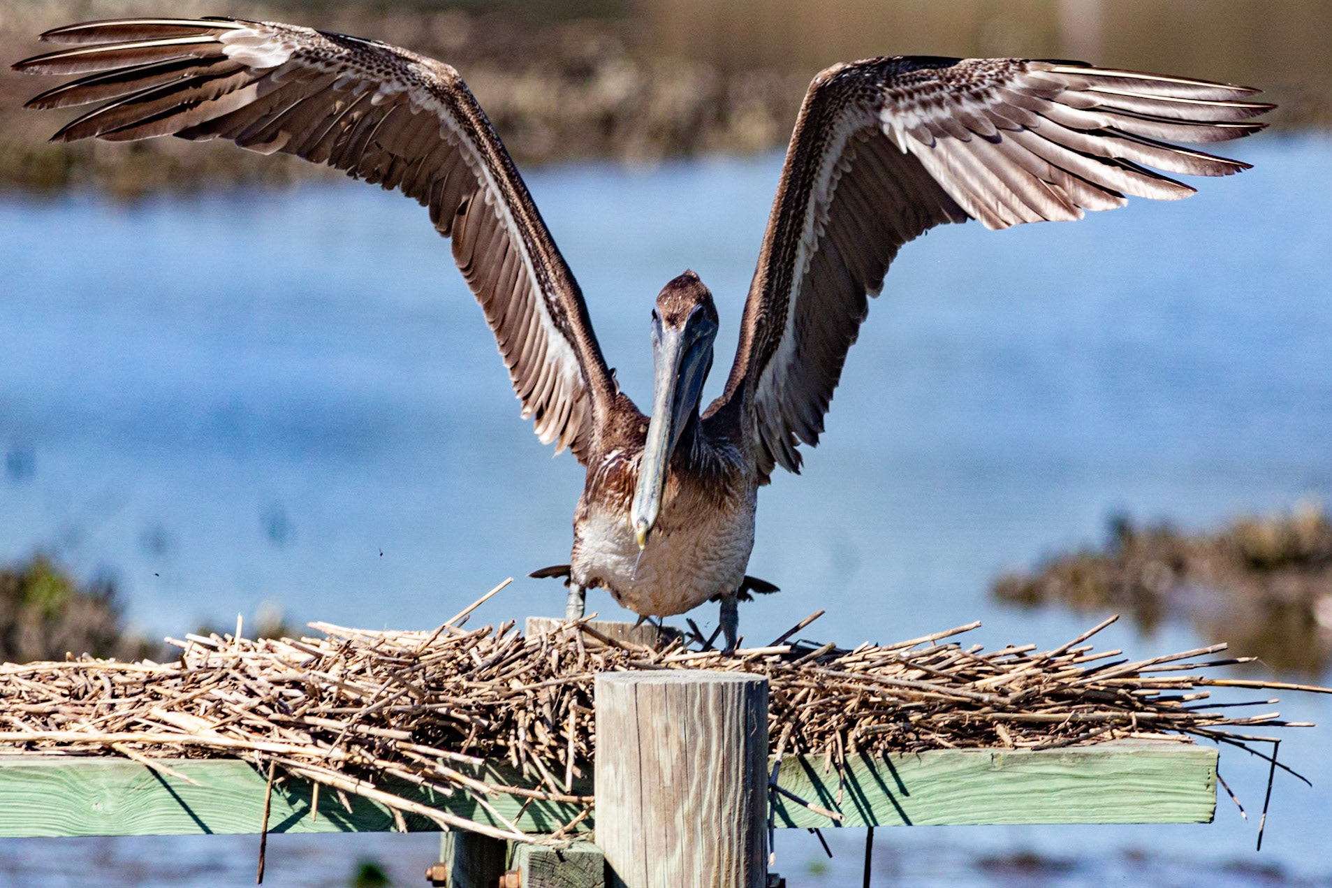 Pelicans 29, Huntington Beach State Park, SC