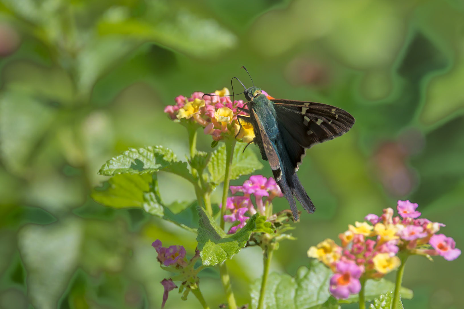 Long tailed skipper on lantana 8, Brunswick County Botanical Gardens