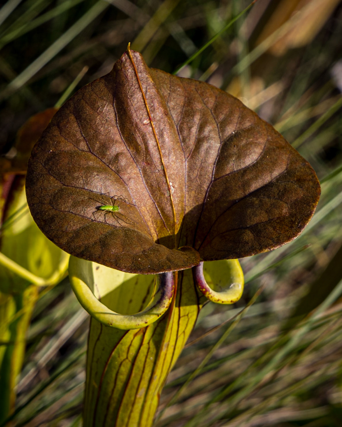 Pitcher plant 12, Green Swamp Preserve