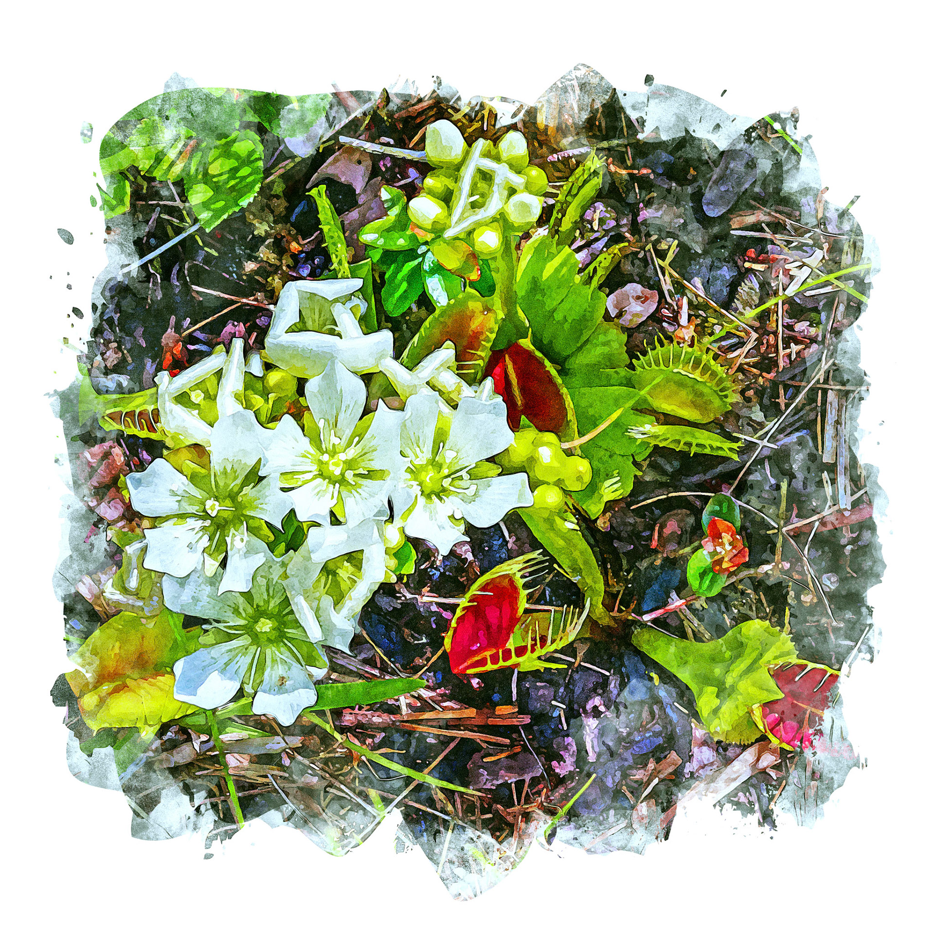 Venus flytrap 4, Green Swamp Preserve