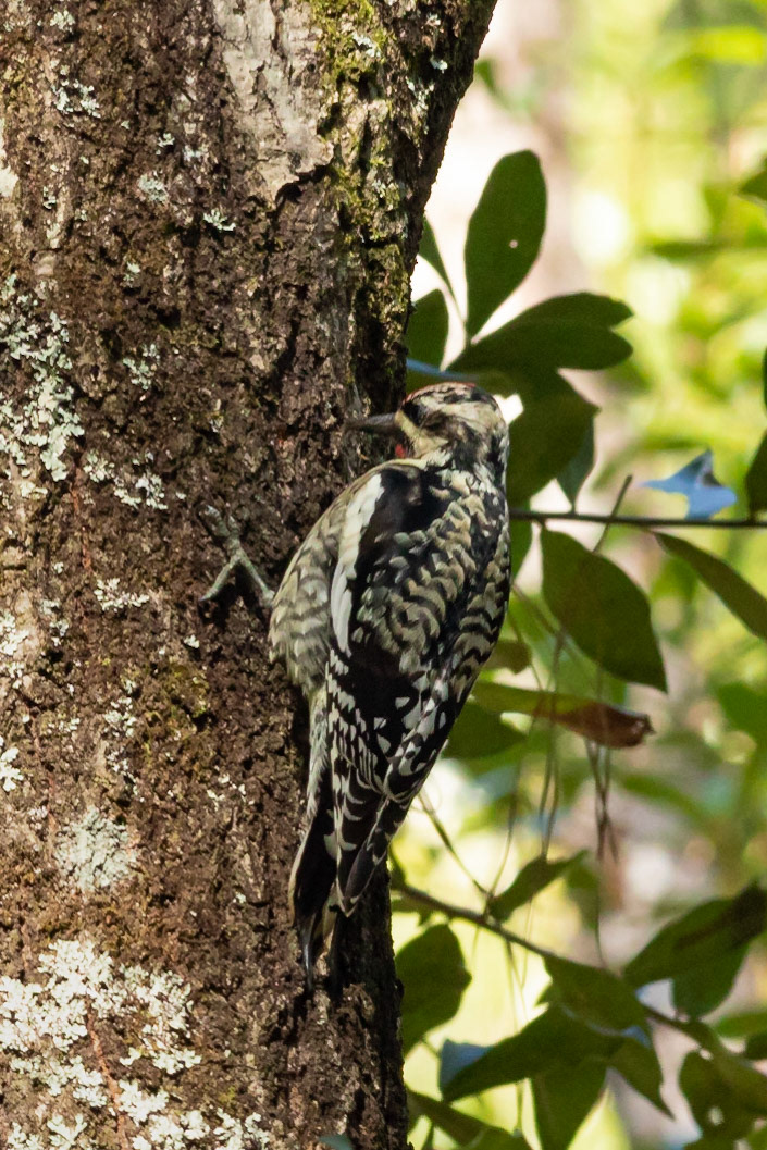 Yellow bellied sap sucker 2, Vereen Gardens