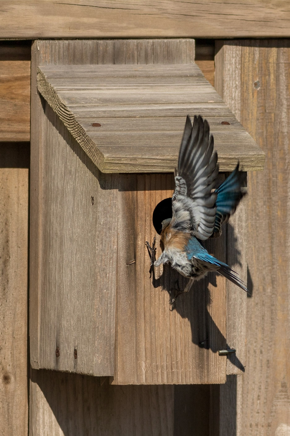 Eastern bluebirds 51, OIB