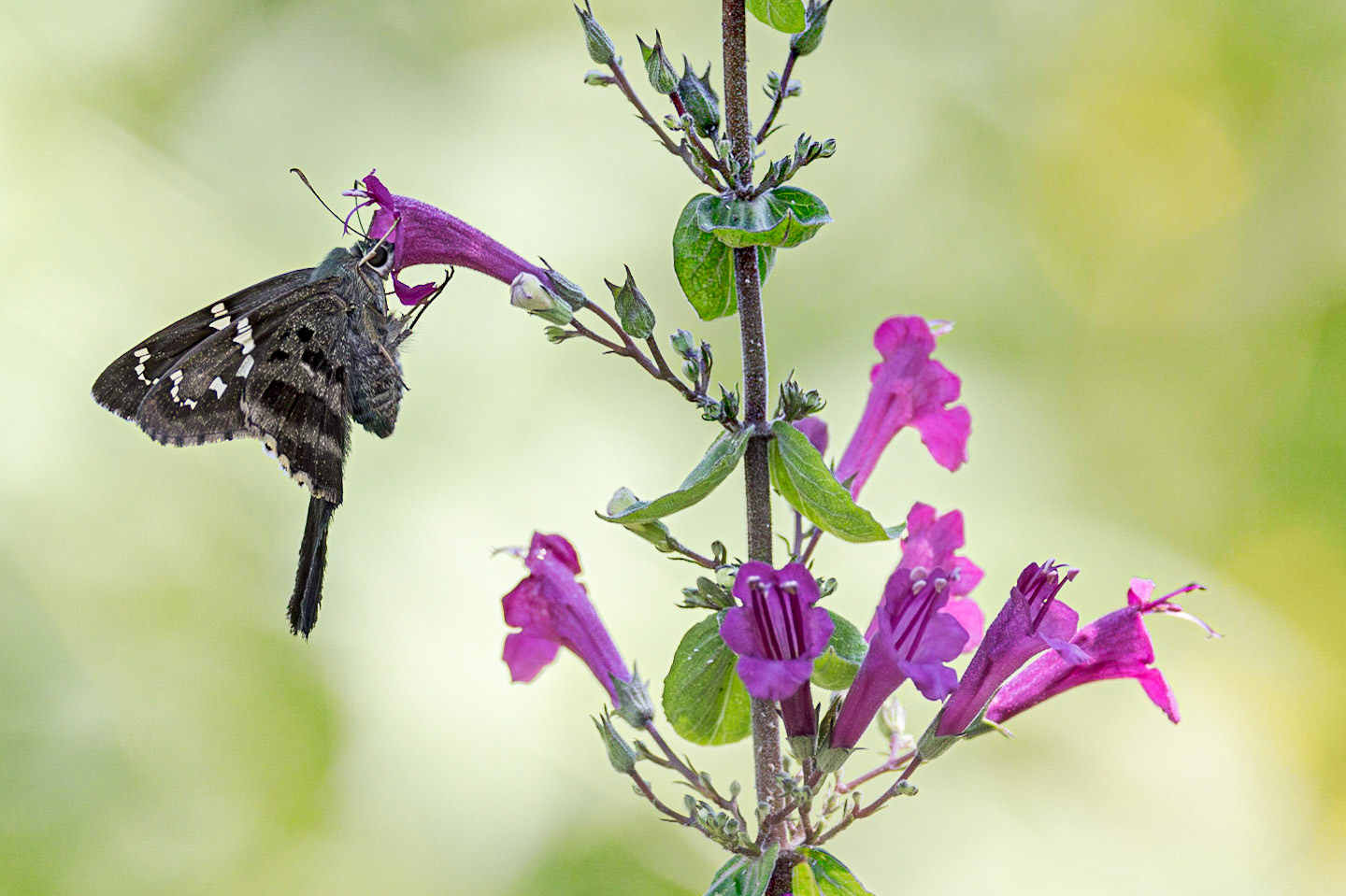 Long tailed skipper on black and blue sage 4, Brunswick County Botanical Gardens