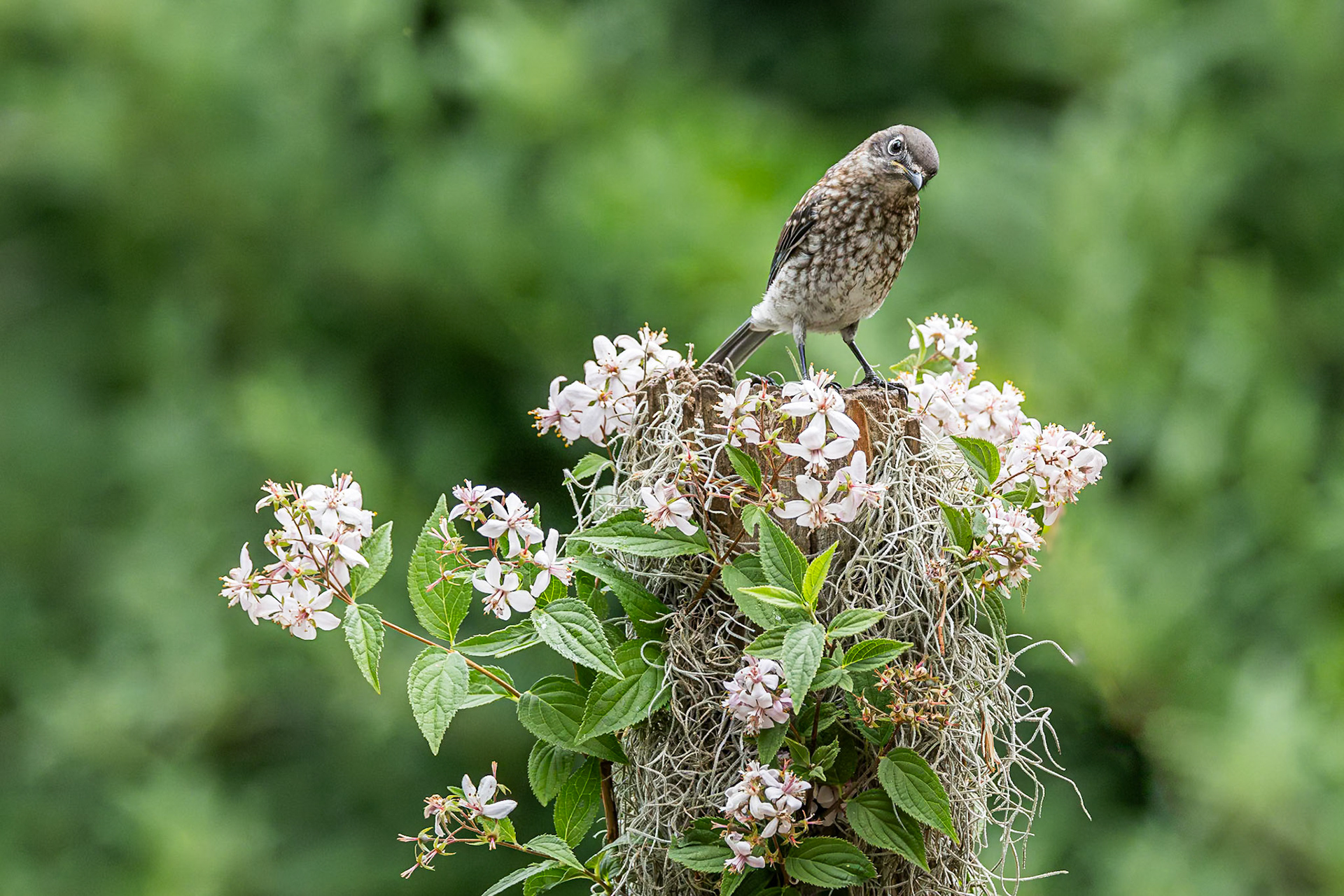 Eastern bluebird - fledgling 65, The Nut House, Clemson, SC