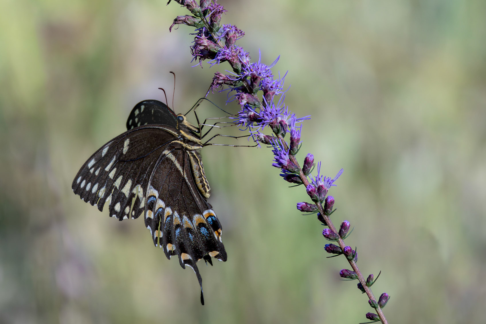 Palamedes swallowtail on dense blazing star 9, Green swamp area