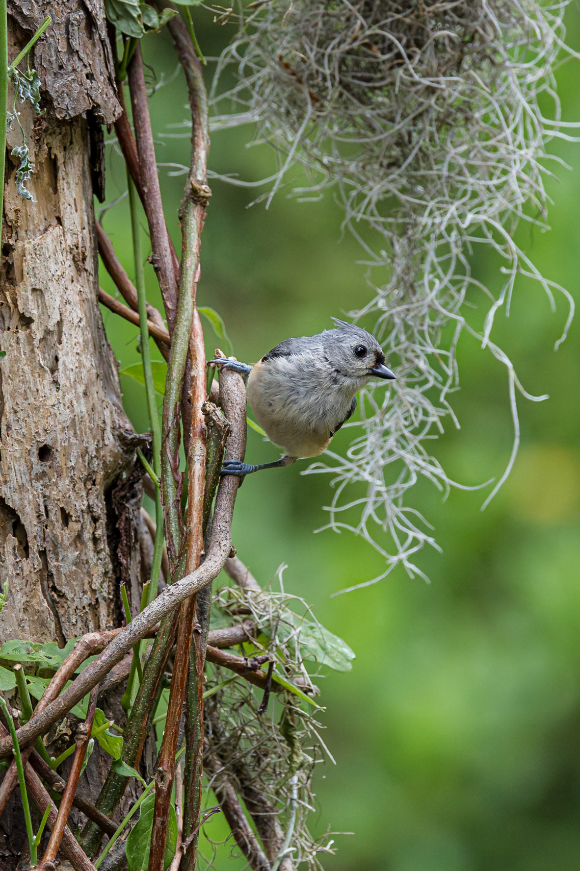 Tufted titmouse 2, The Nut House, Clemson, SC