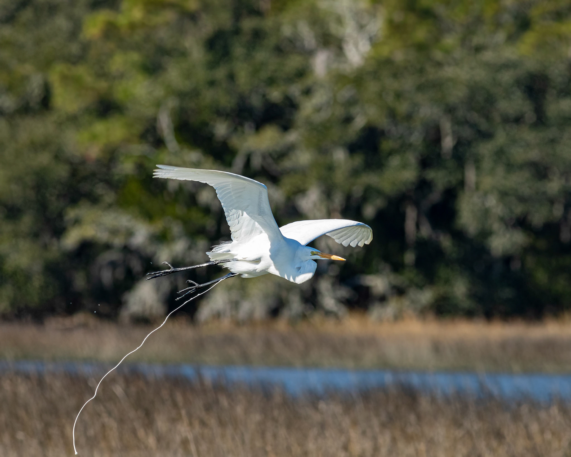 Great egret pooping 33, Huntington Beach SP, SC