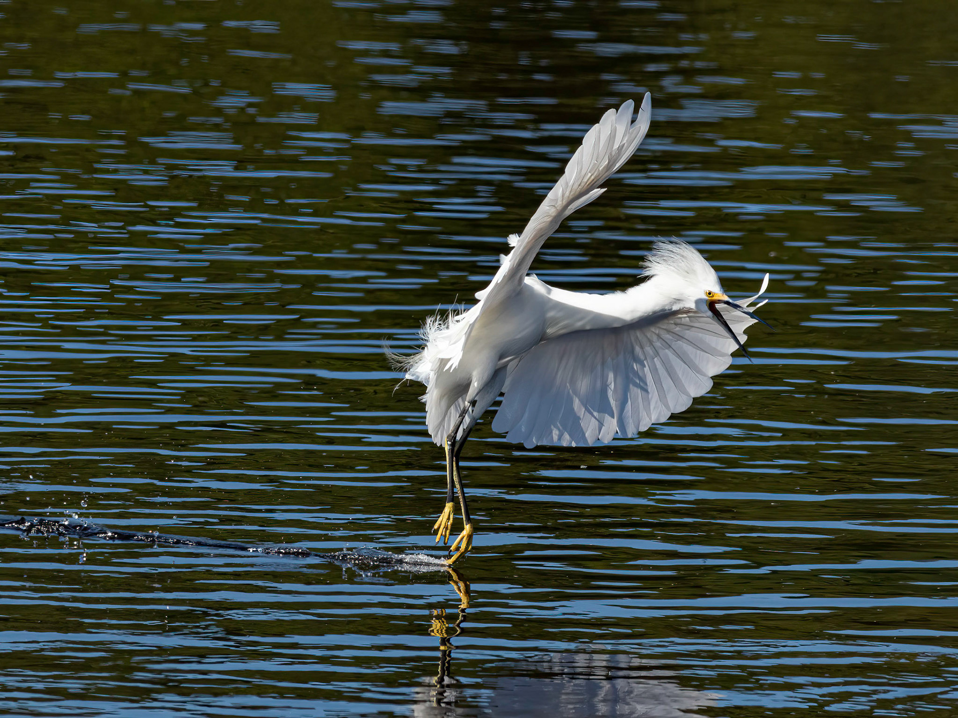 Snowy egret 11, Huntington Beach SC