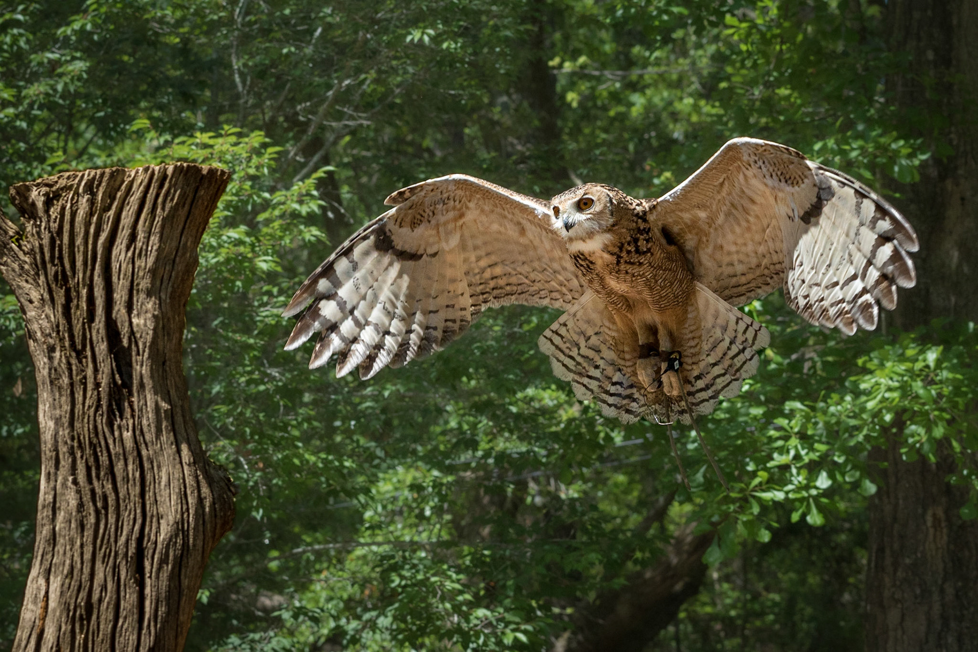 Dessert eagle owl 2, The Center for Birds of Prey, Awendaw, SC, SCAIR 63