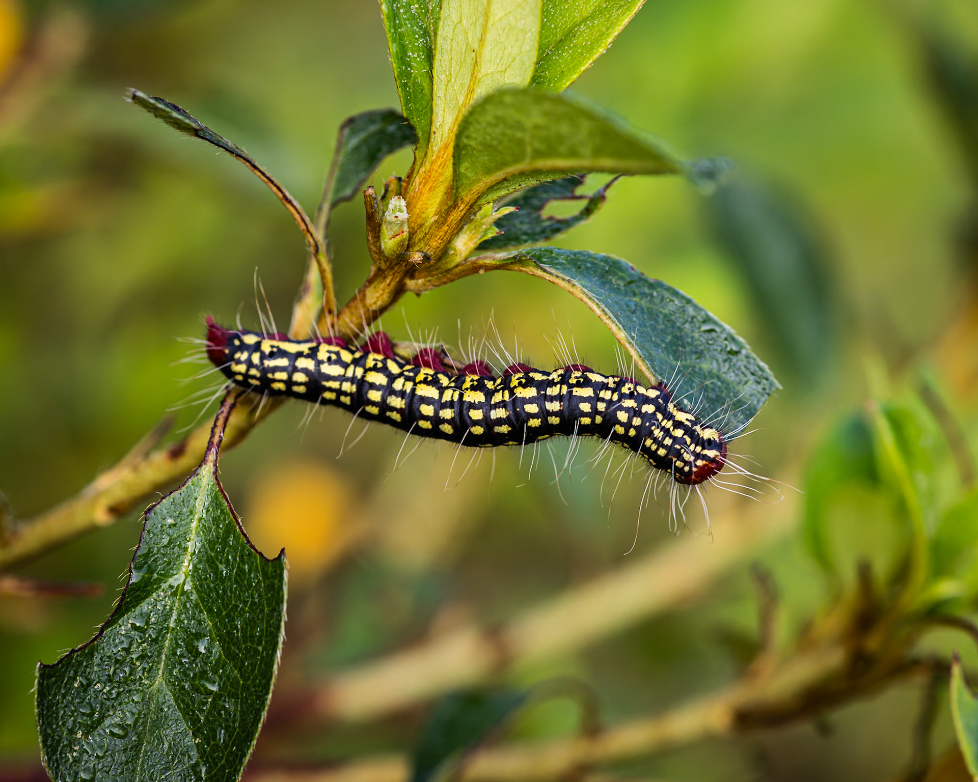 Azalea caterpillar 4, Private home in Calabash, NC