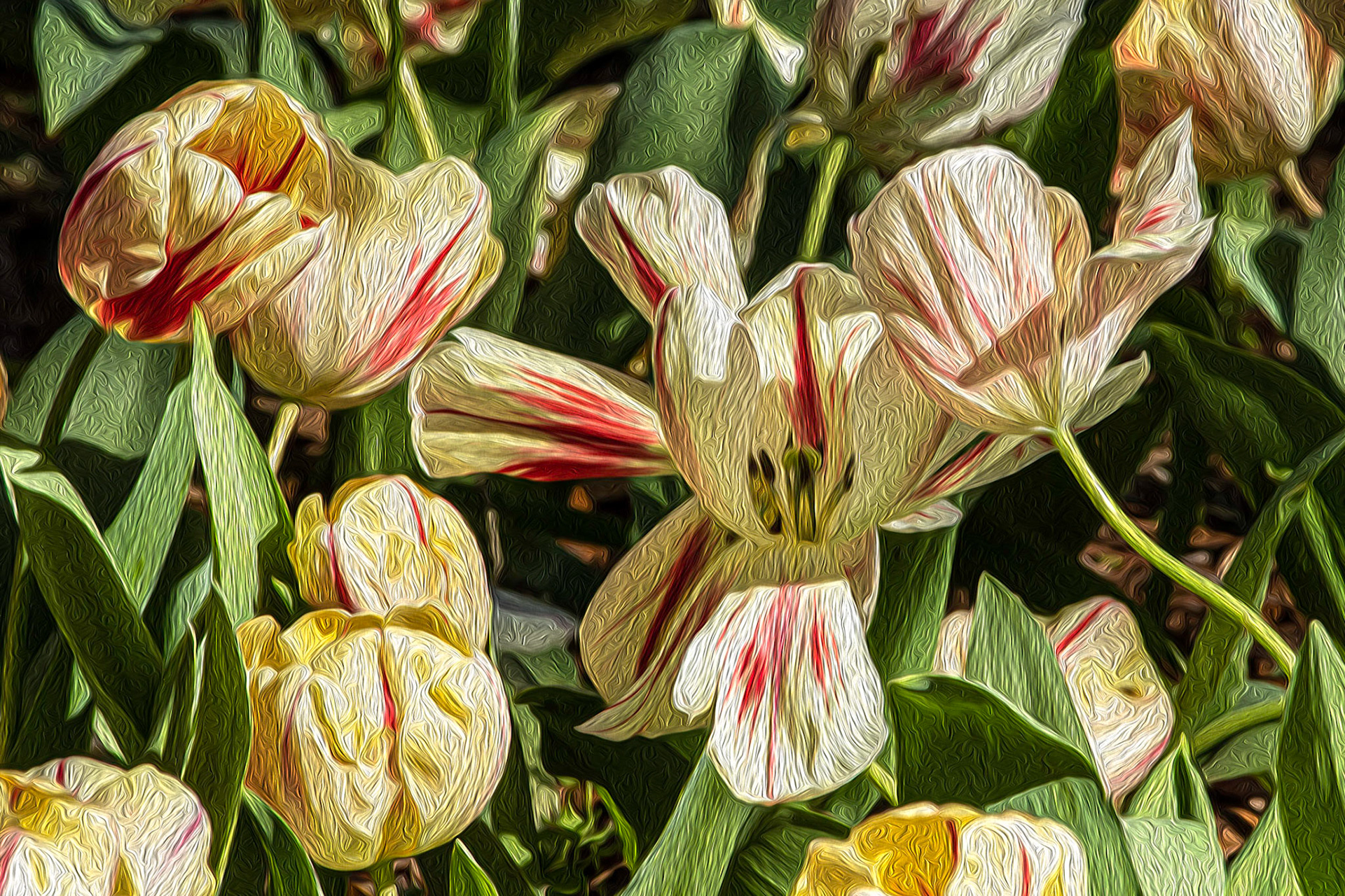 Tulips 4, Airlie Gardens, Wilmington