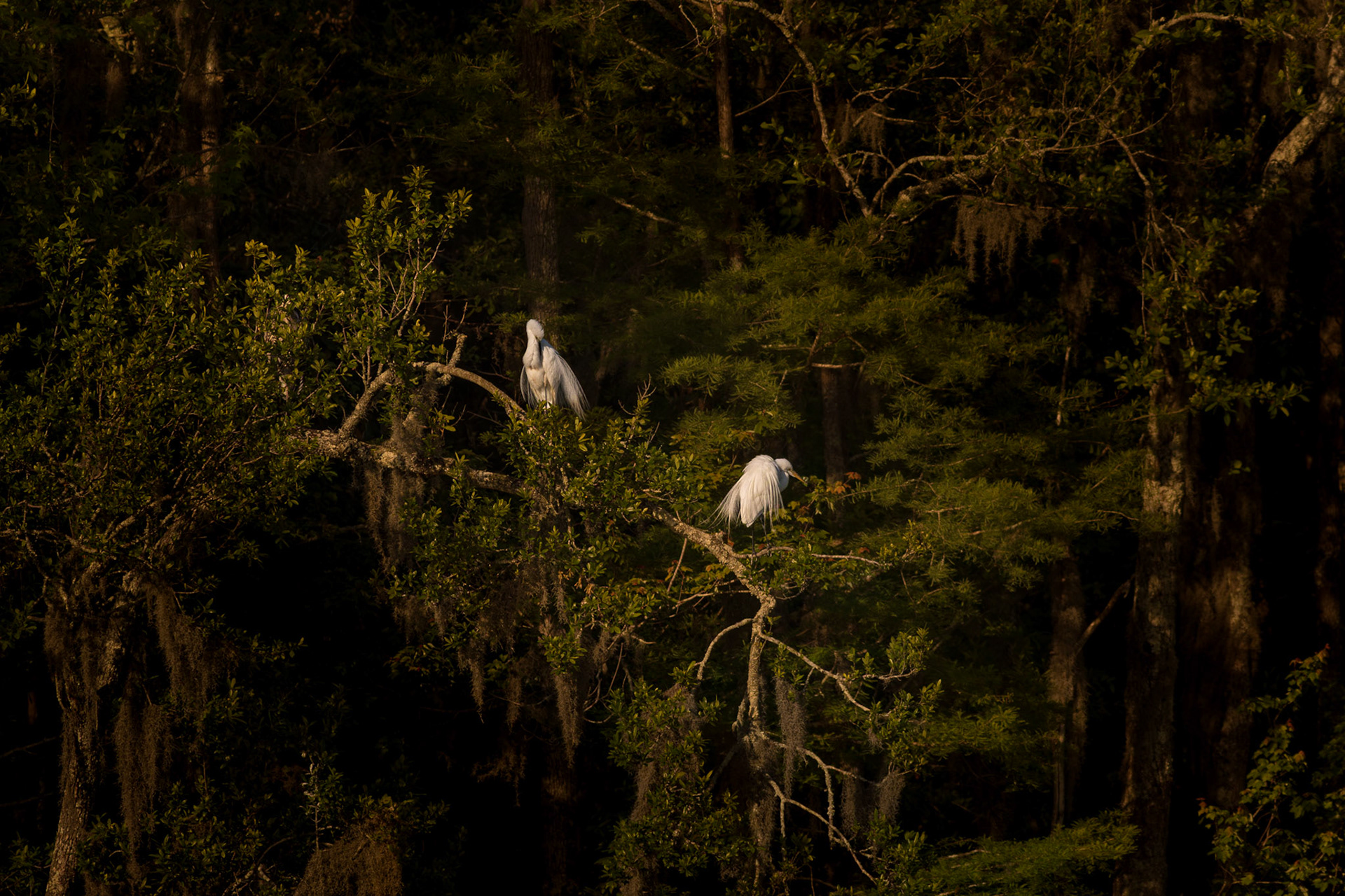 Great egret 60, Magnolia Plantation and Gardens