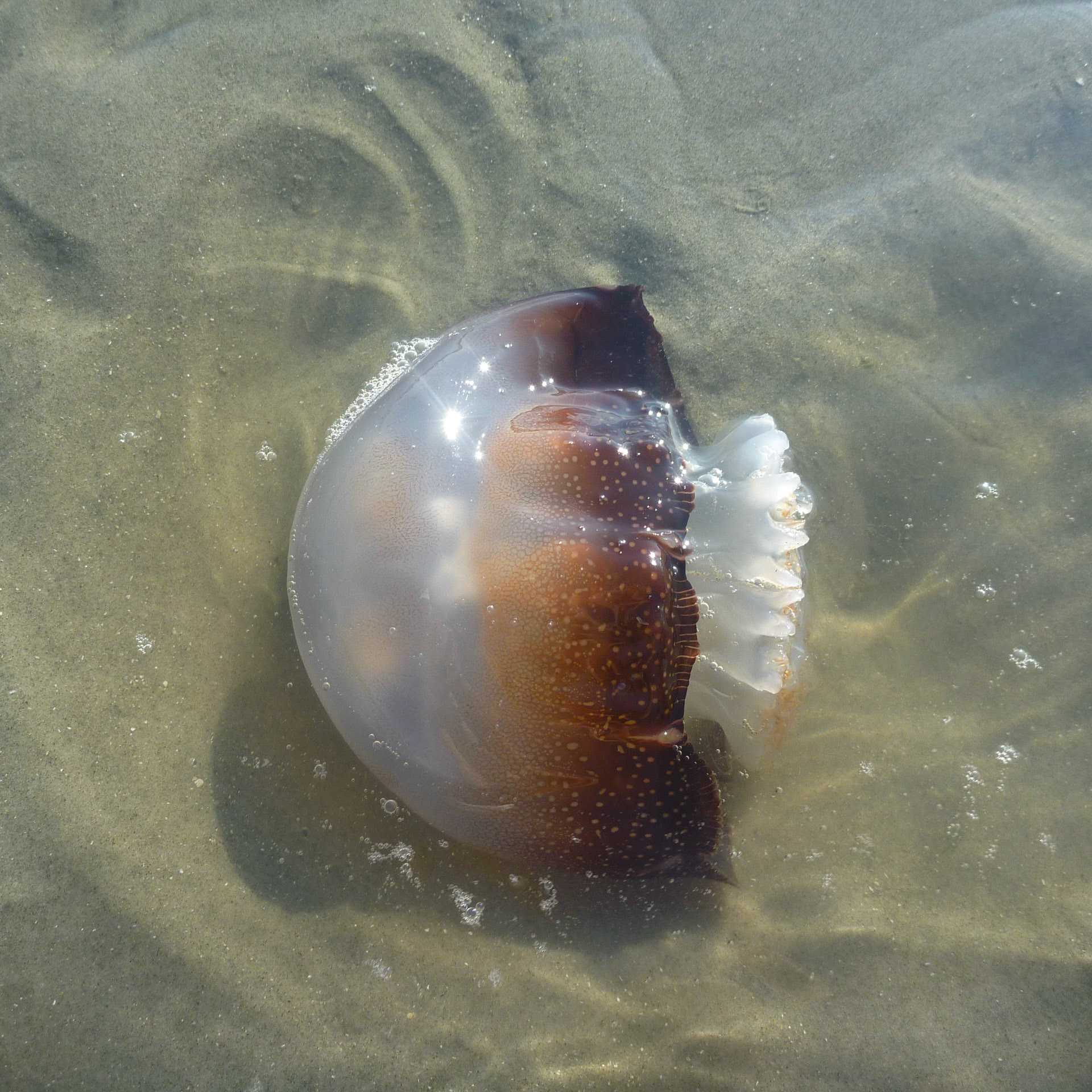Jellyfish 5, OIB ICW