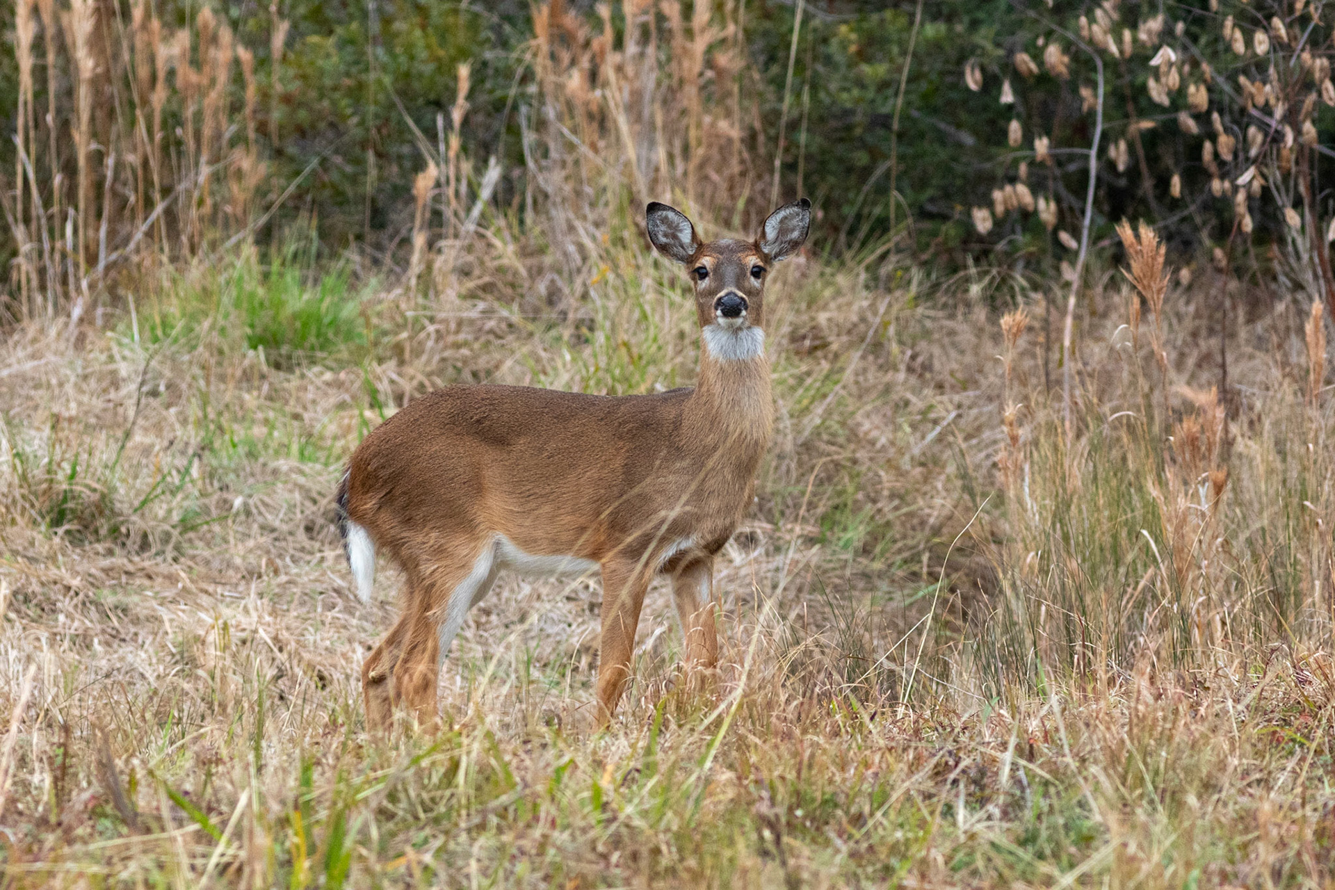 Deer 1, OIB Fourth Street