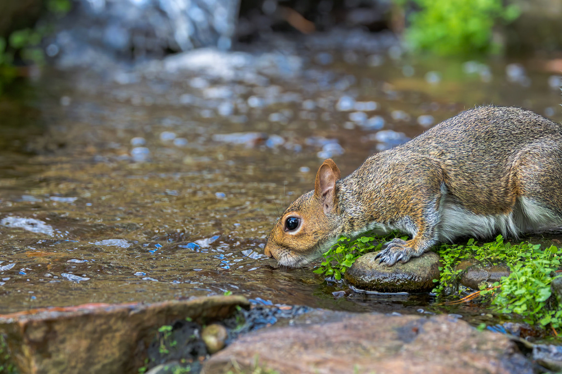 Squirrel 3, The Nut House, Clemson, SC