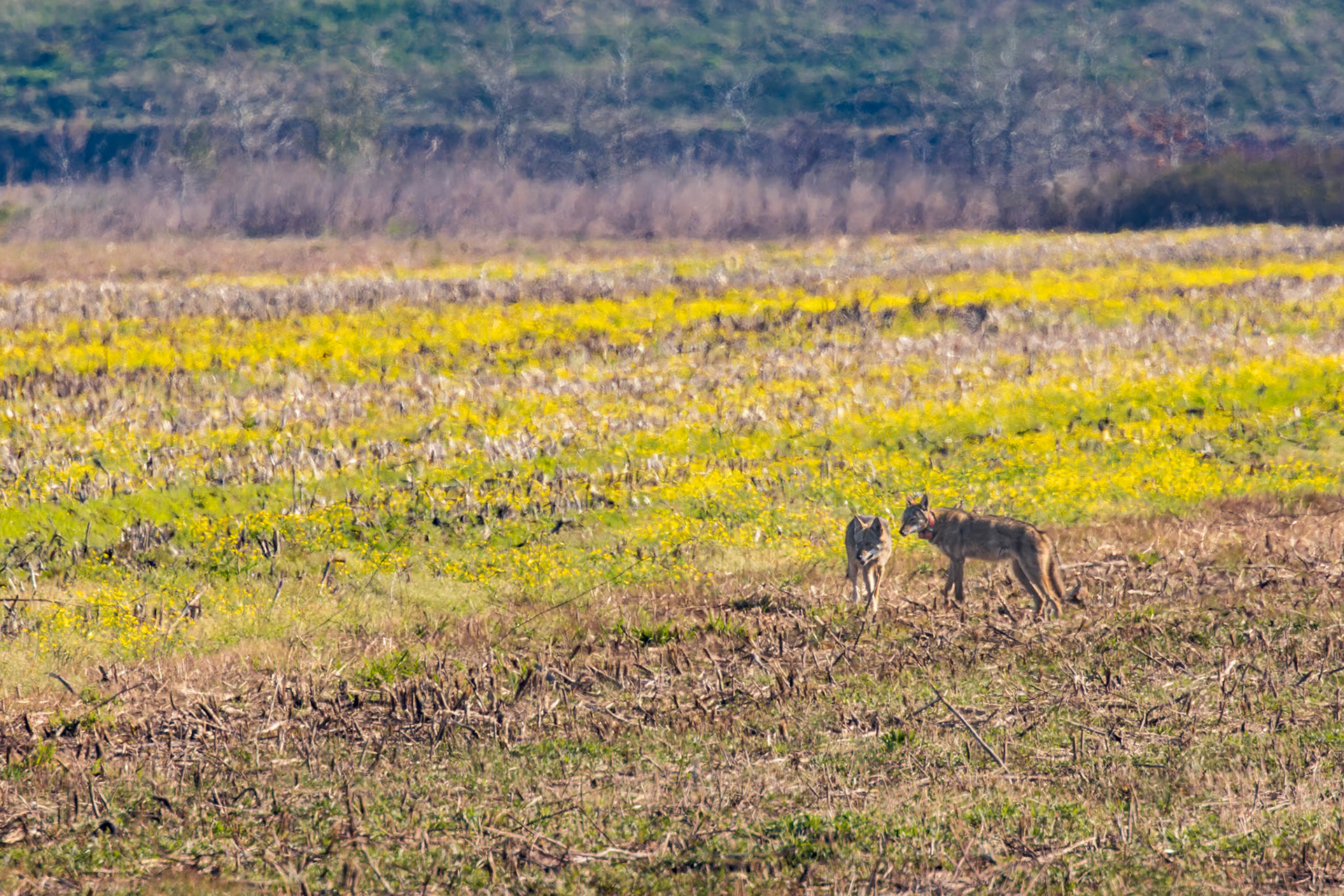 Red wolves 3, Alligator River NWR