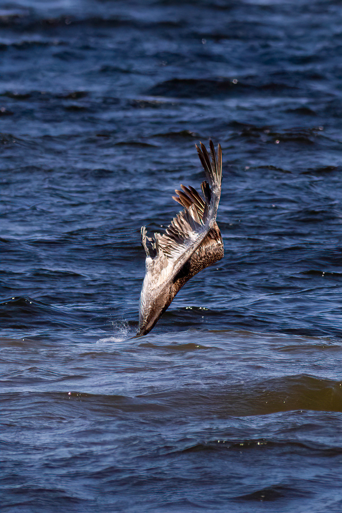 Pelicans Diving 9, OIB