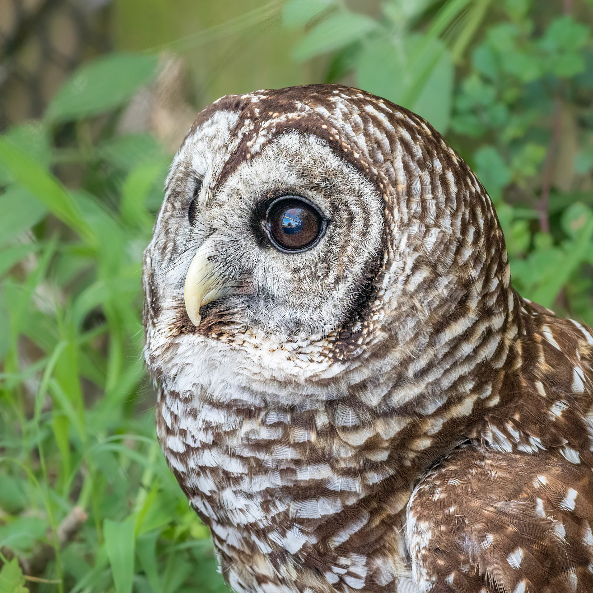 Barred owl 8, Sea Biscuit Wildlife Shelter