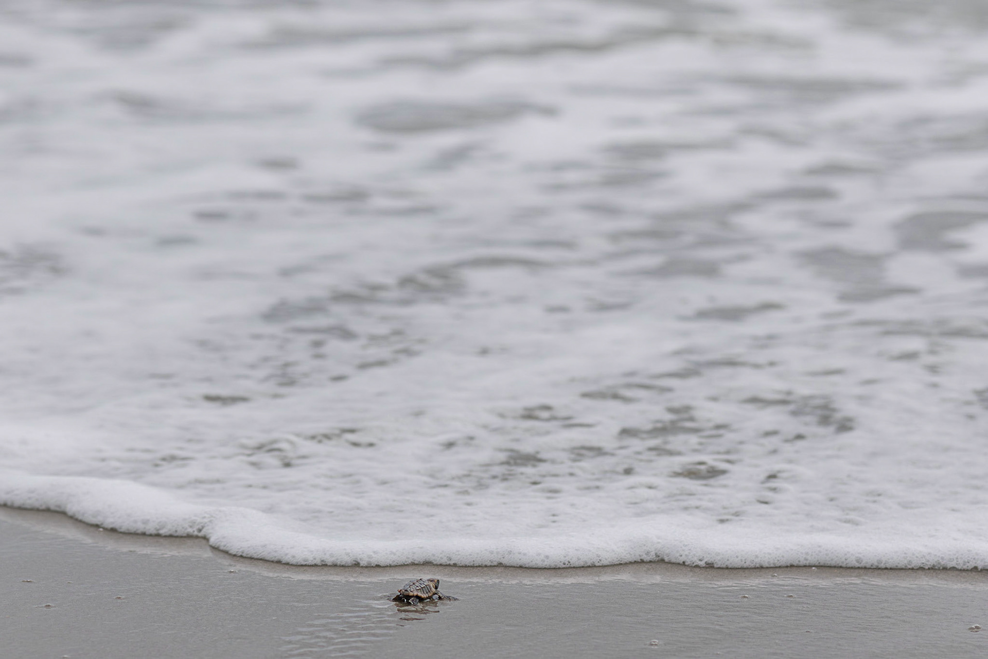 Loggerhead 5, OIB east end